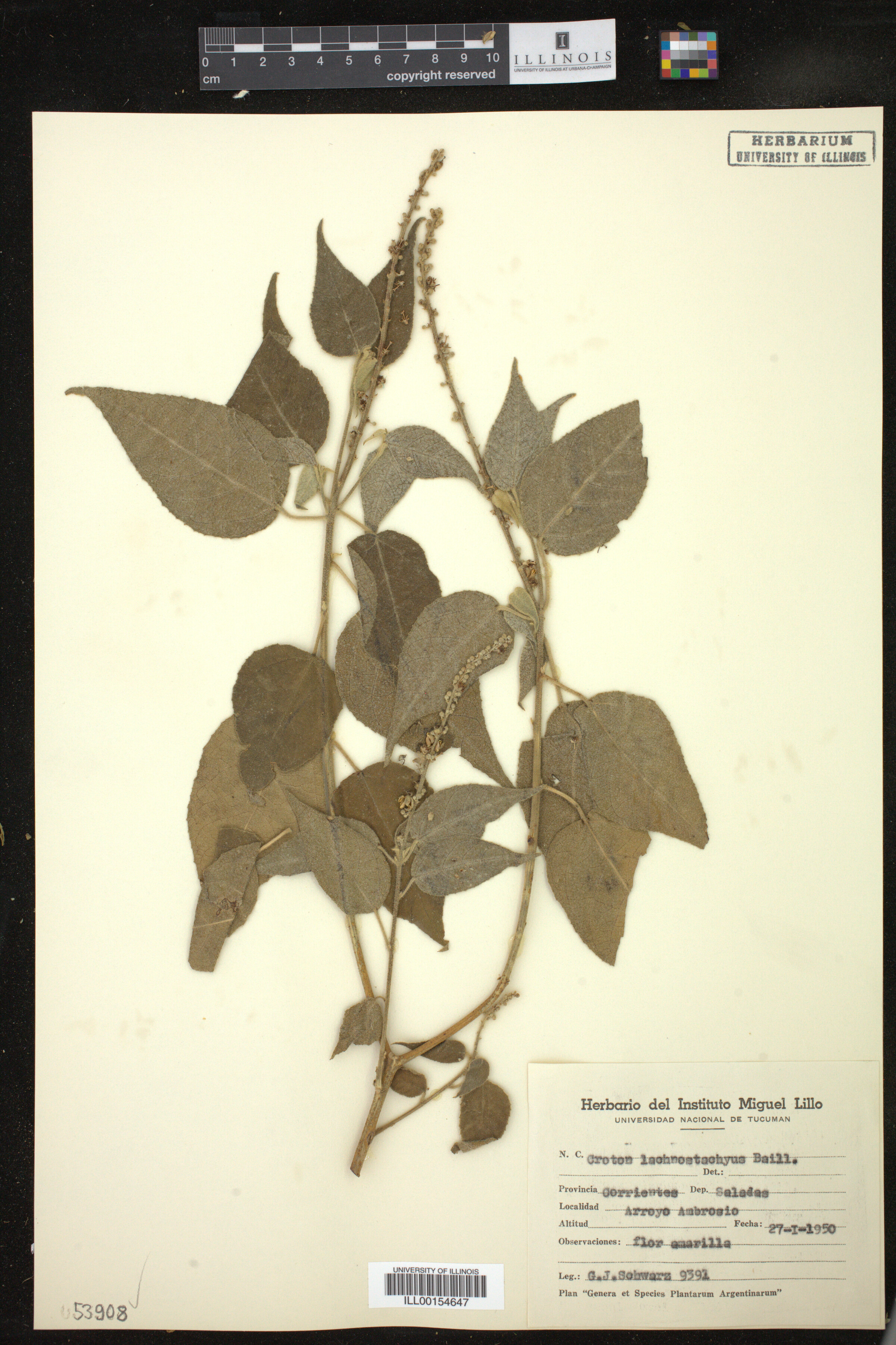 Croton lachnostachyus image