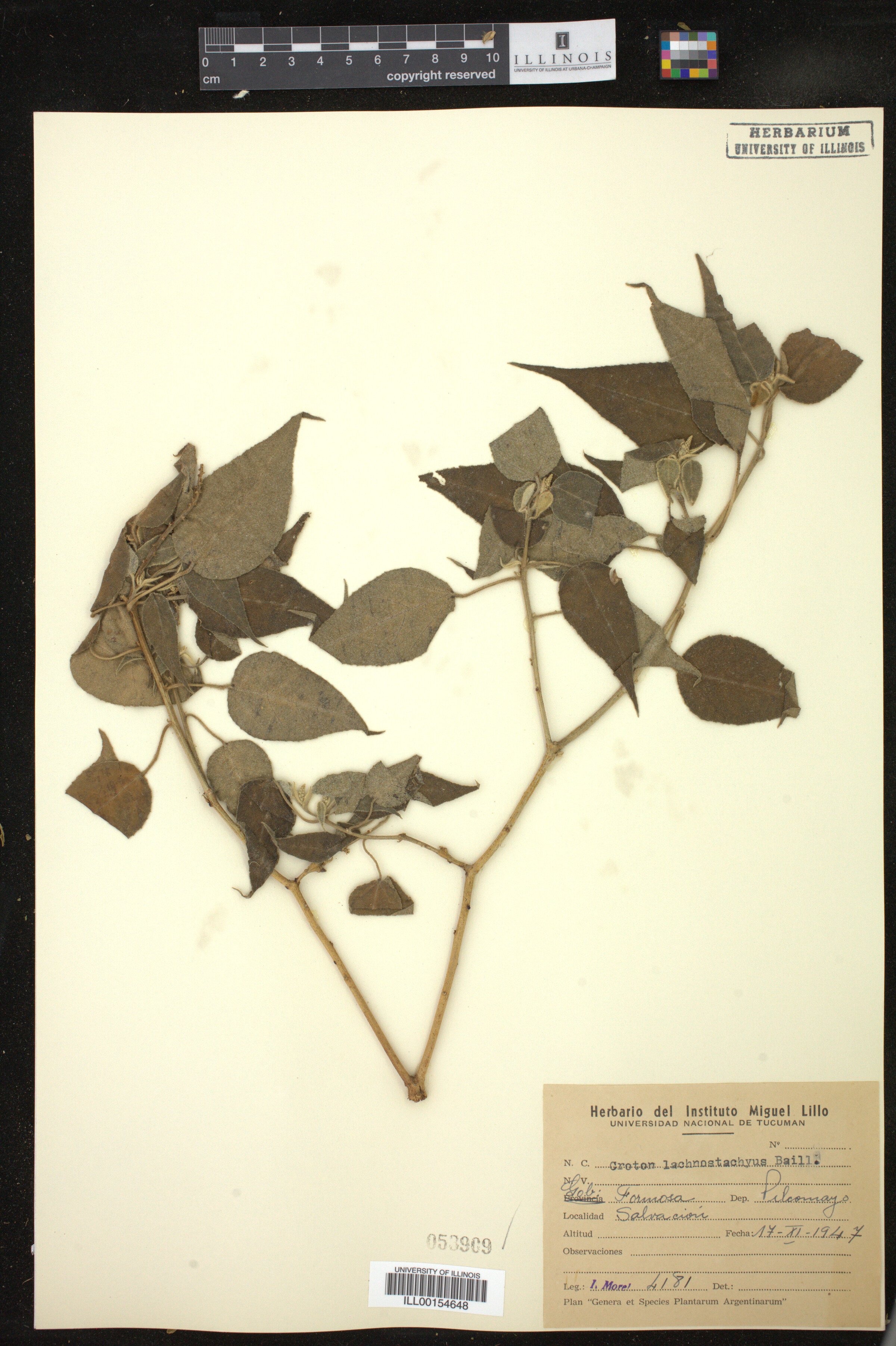 Croton lachnostachyus image