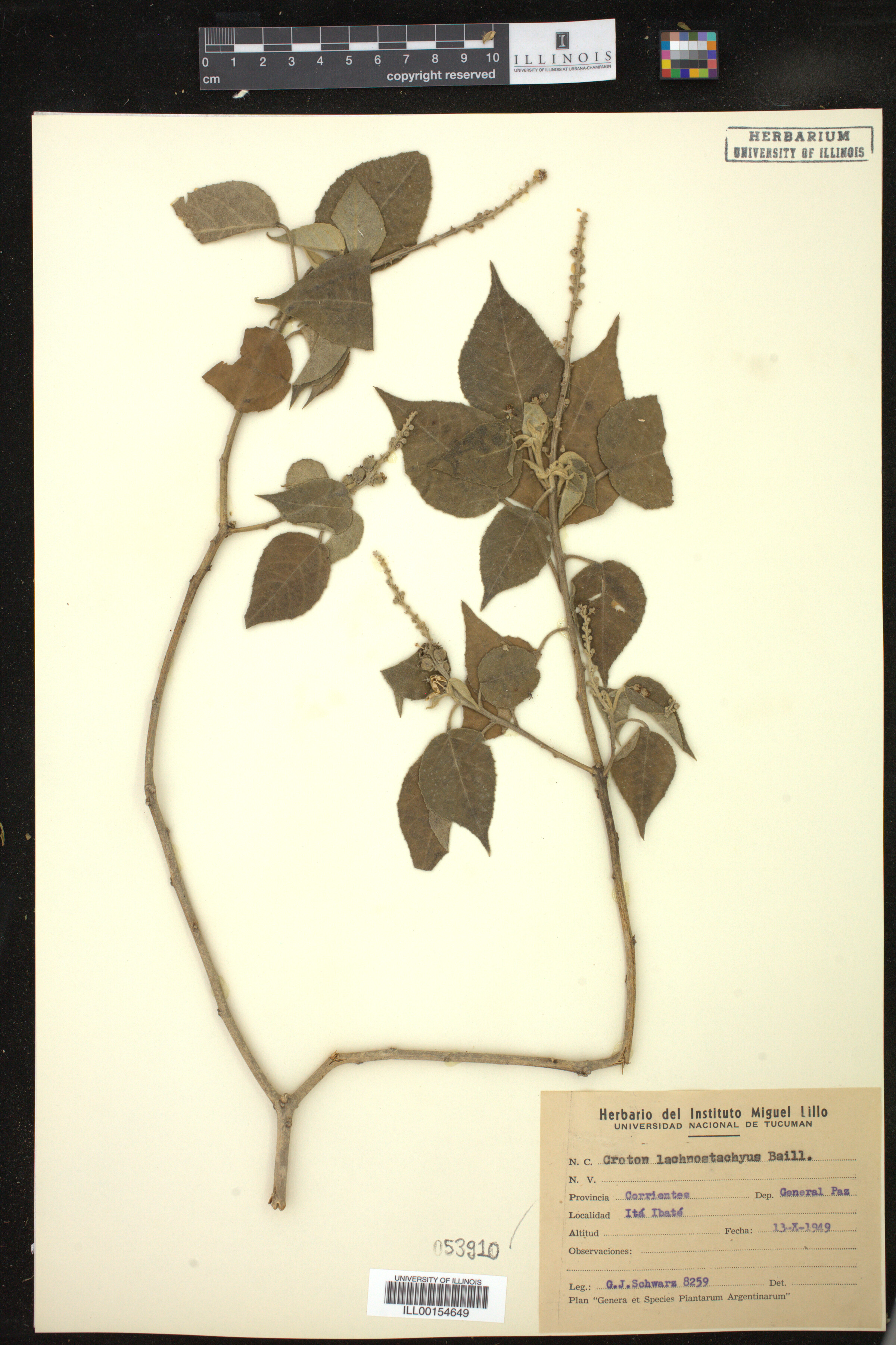 Croton lachnostachyus image
