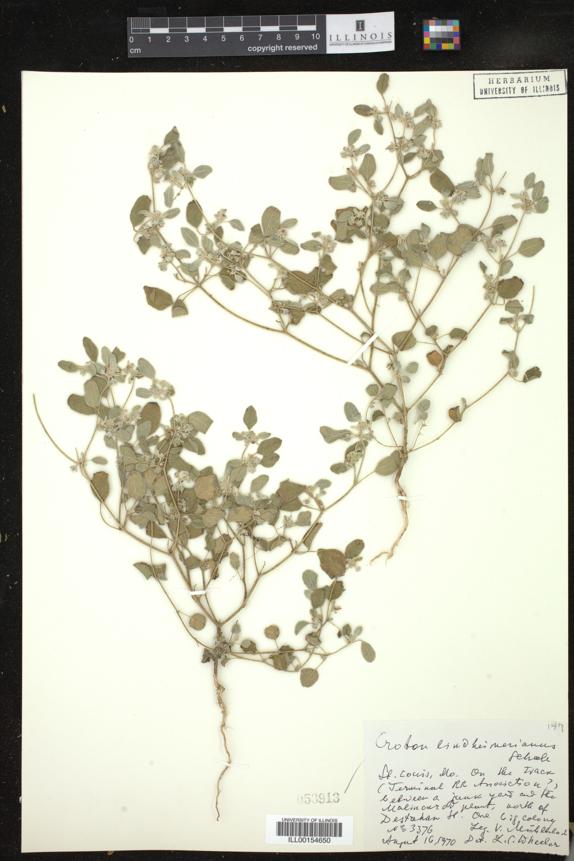 Croton lindheimerianus image