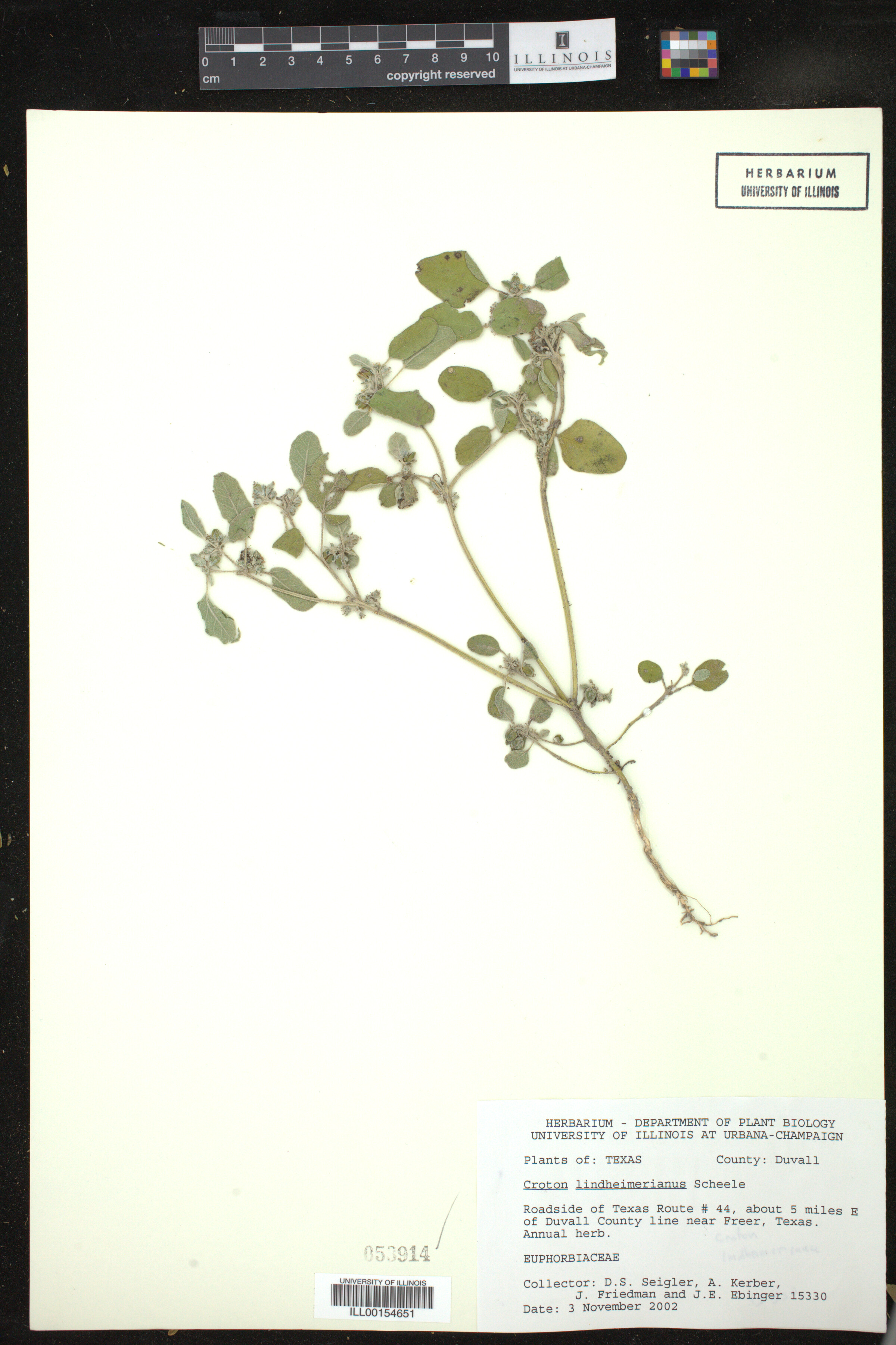 Croton lindheimerianus image