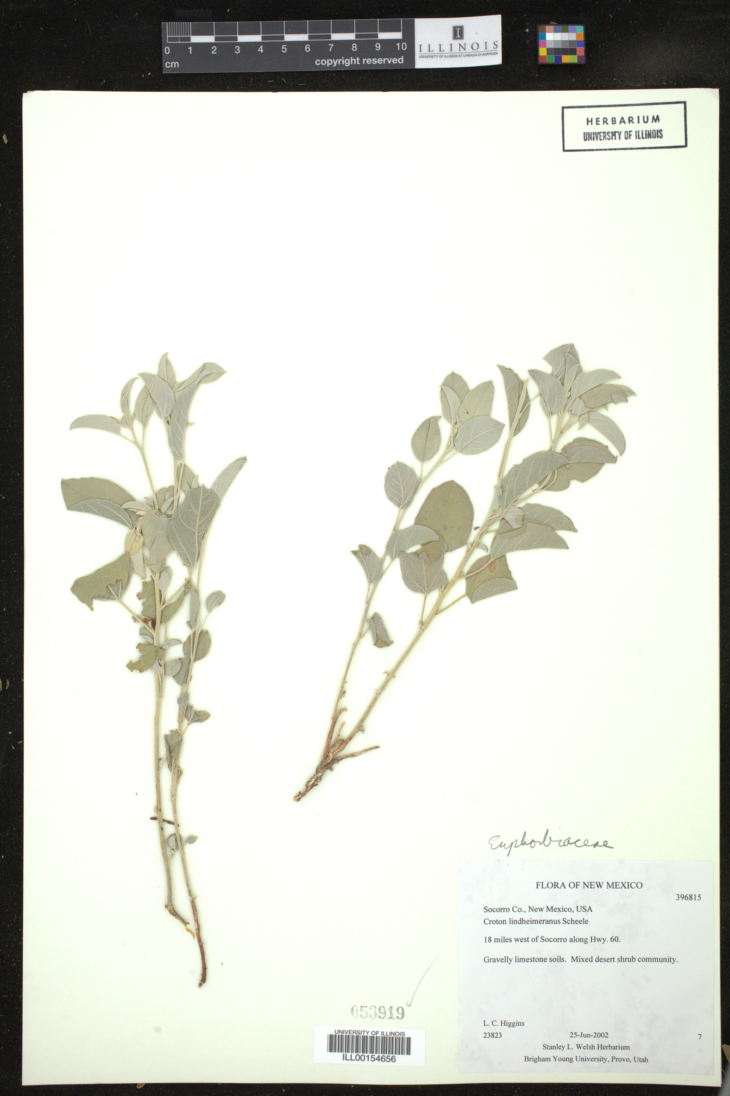 Croton lindheimerianus image