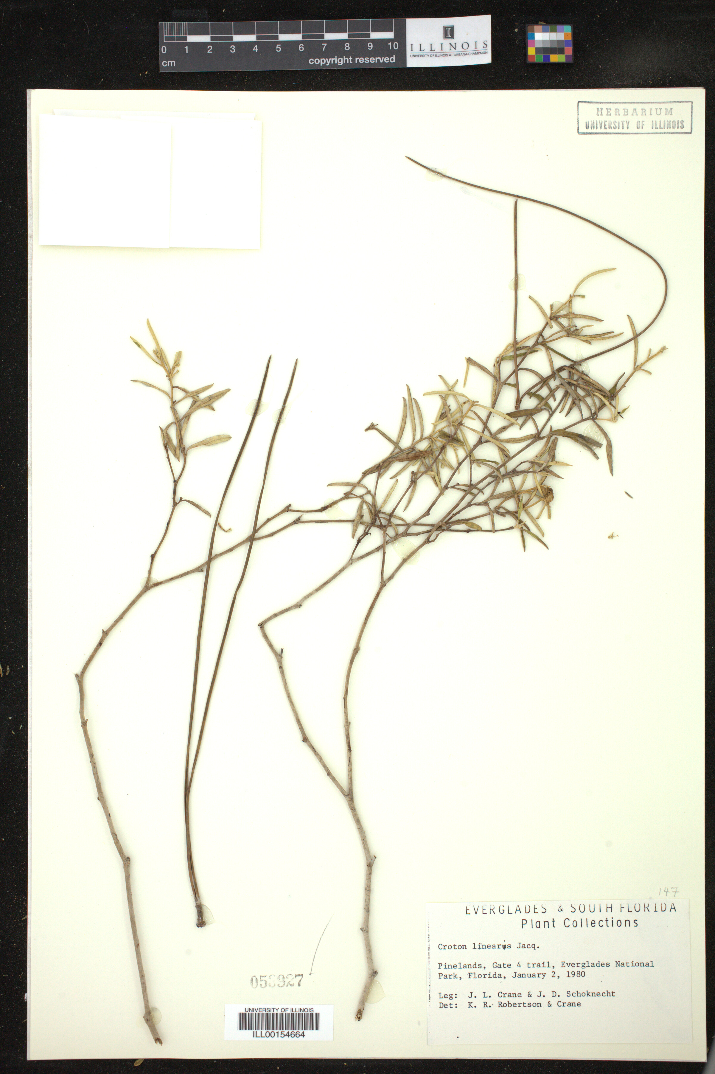 Croton linearis image