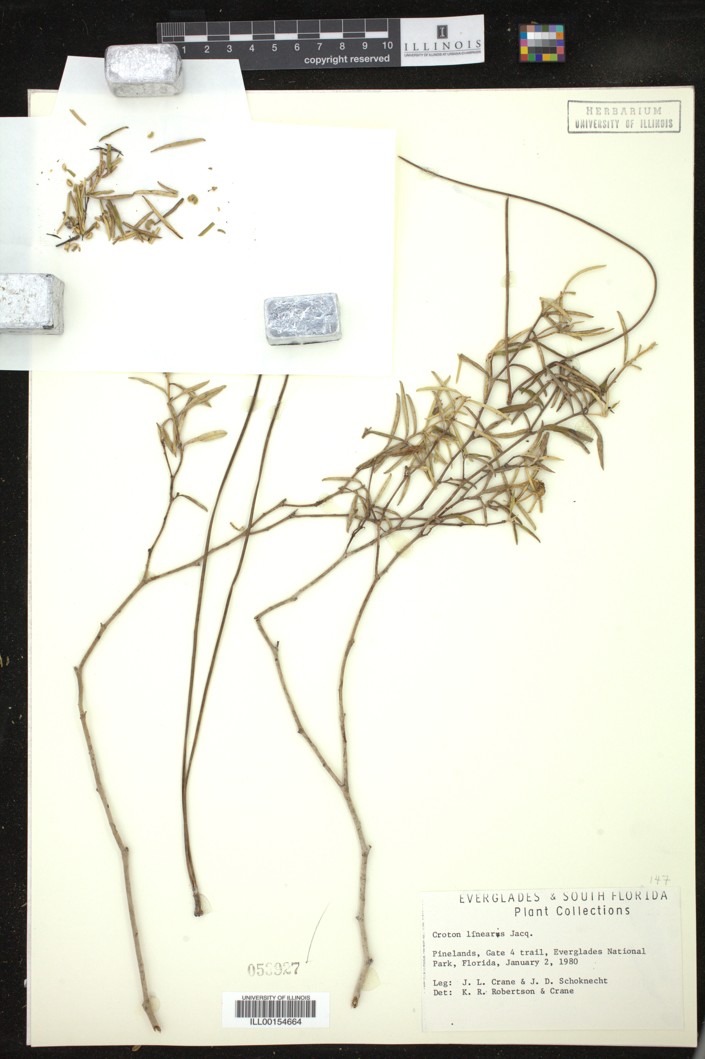 Croton linearis image