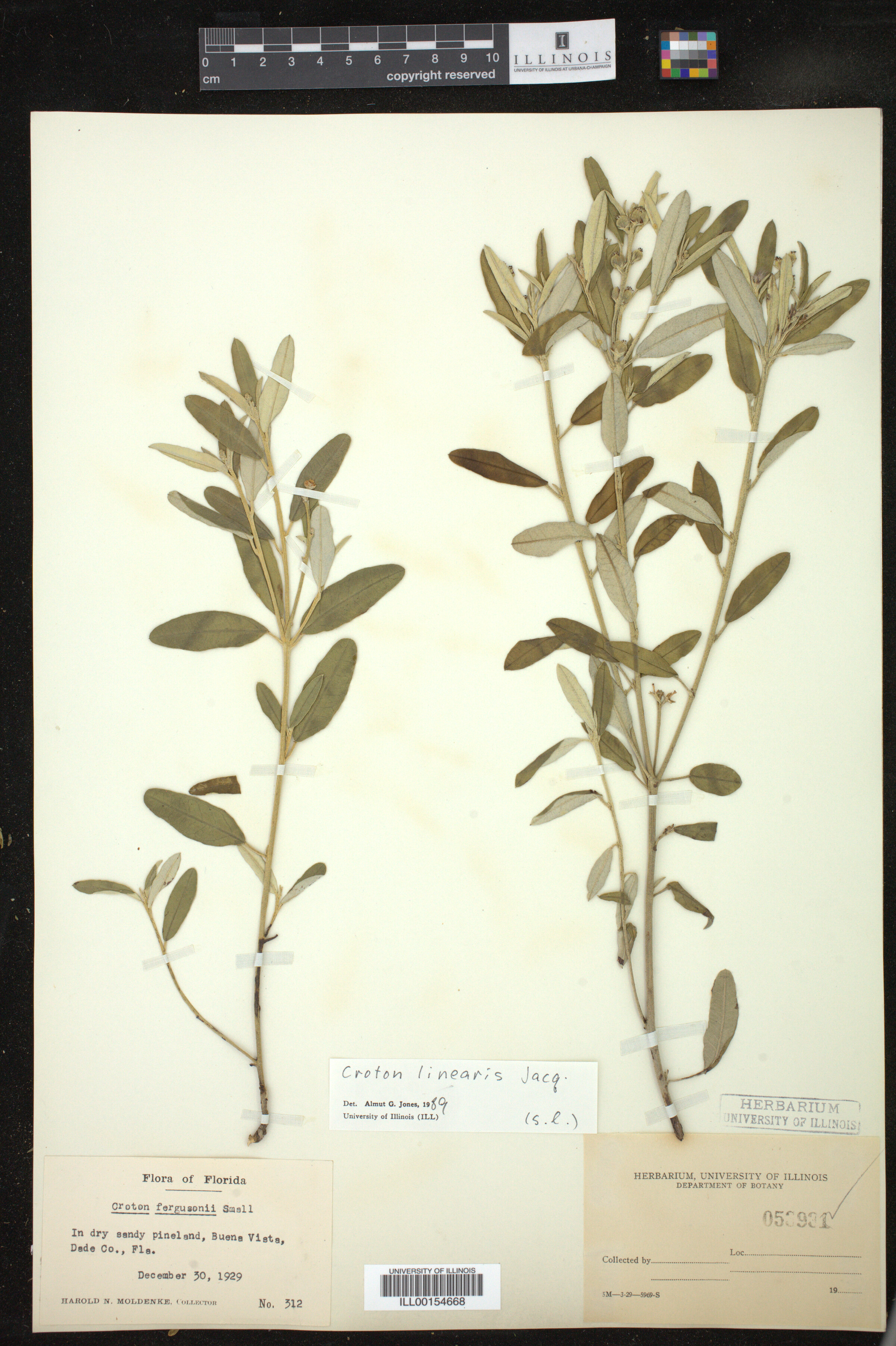 Croton linearis image