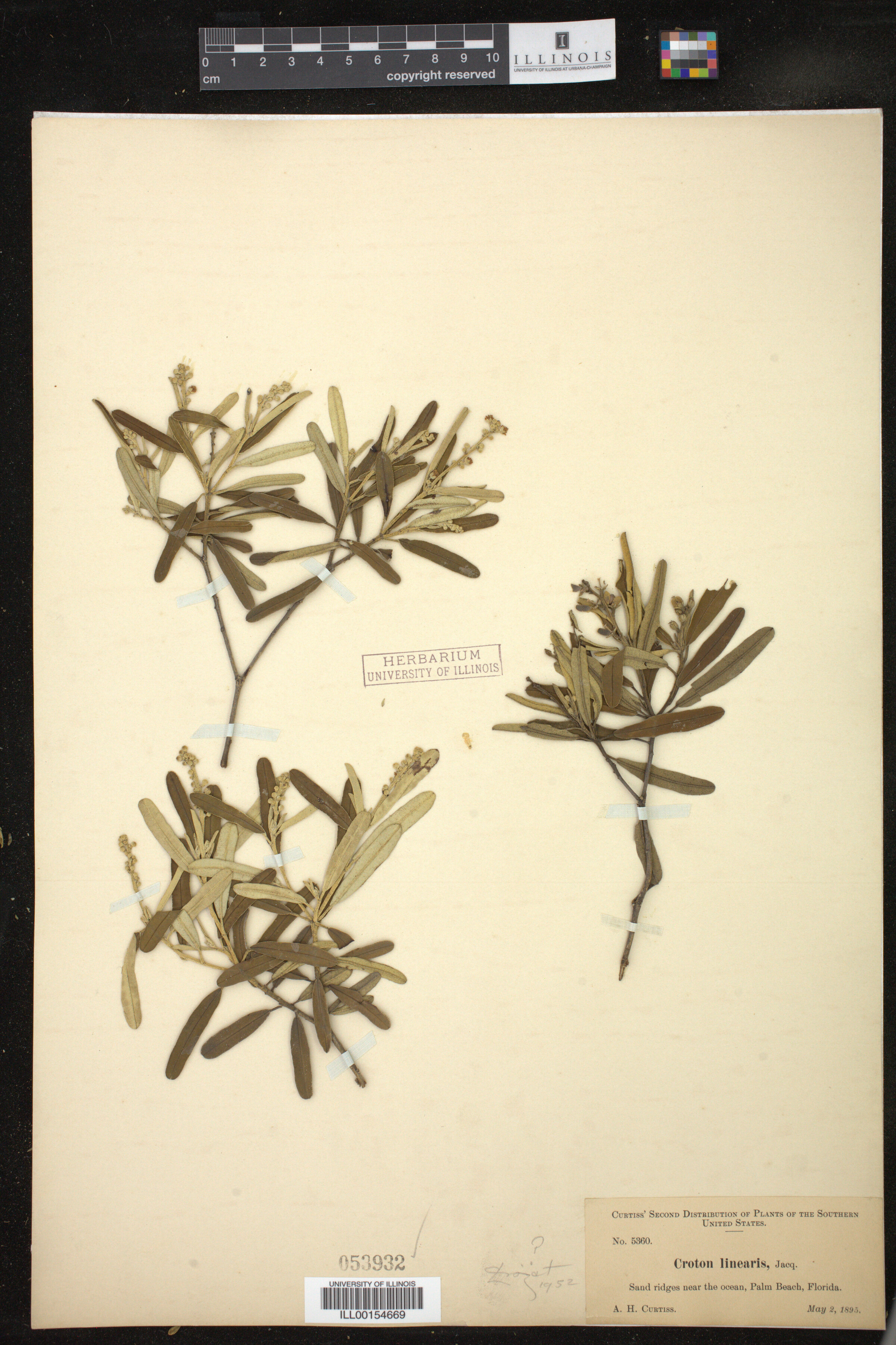 Croton linearis image
