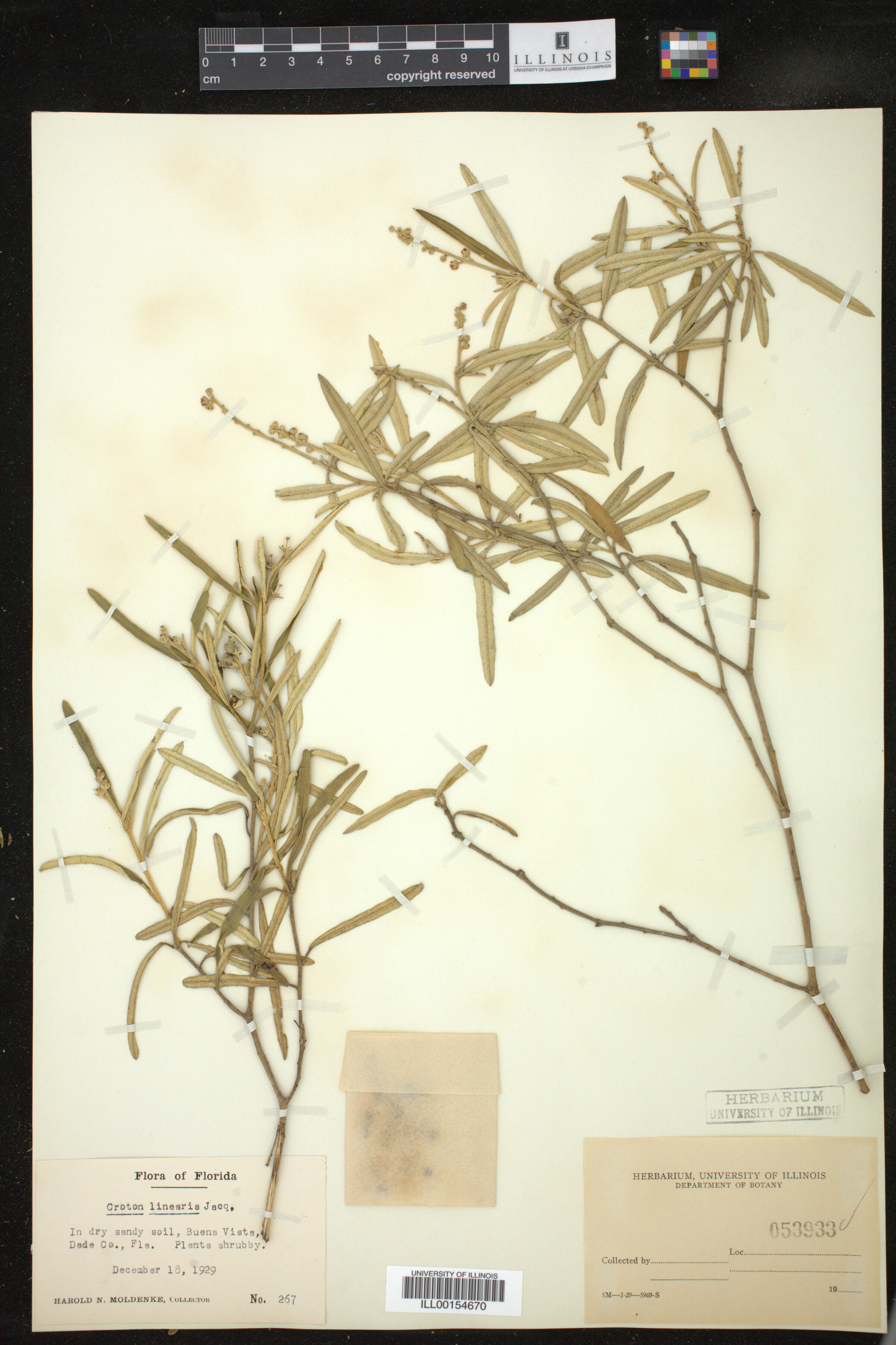 Croton linearis image
