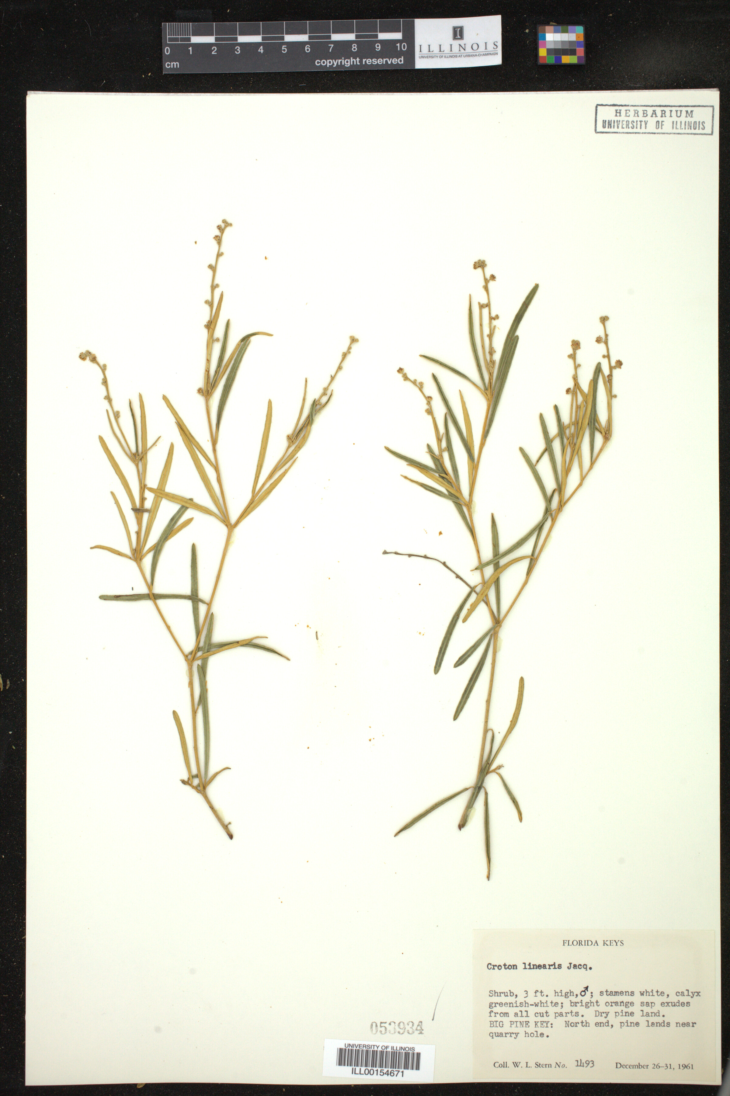 Croton linearis image