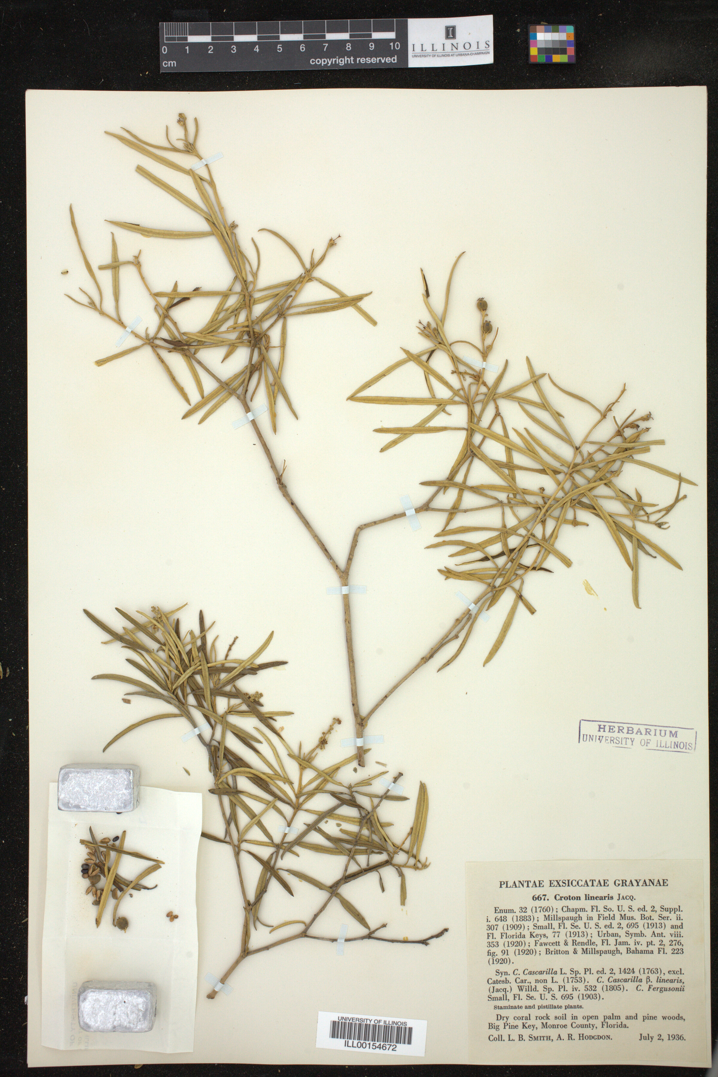 Croton linearis image