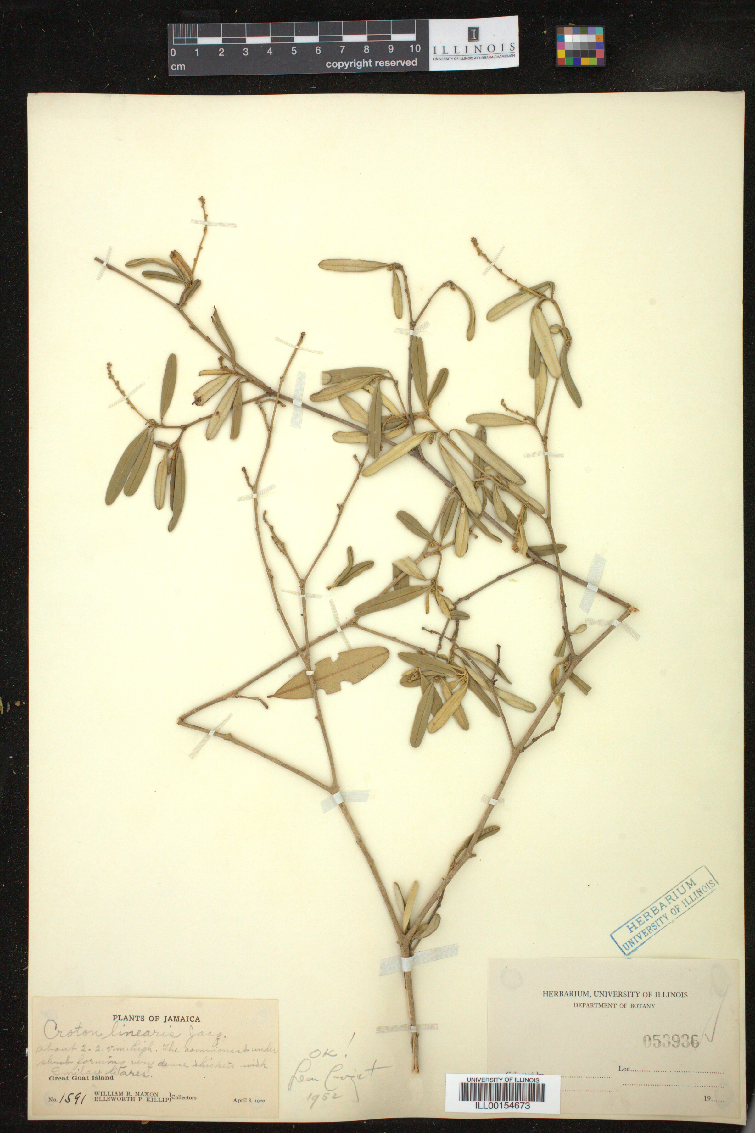 Croton linearis image