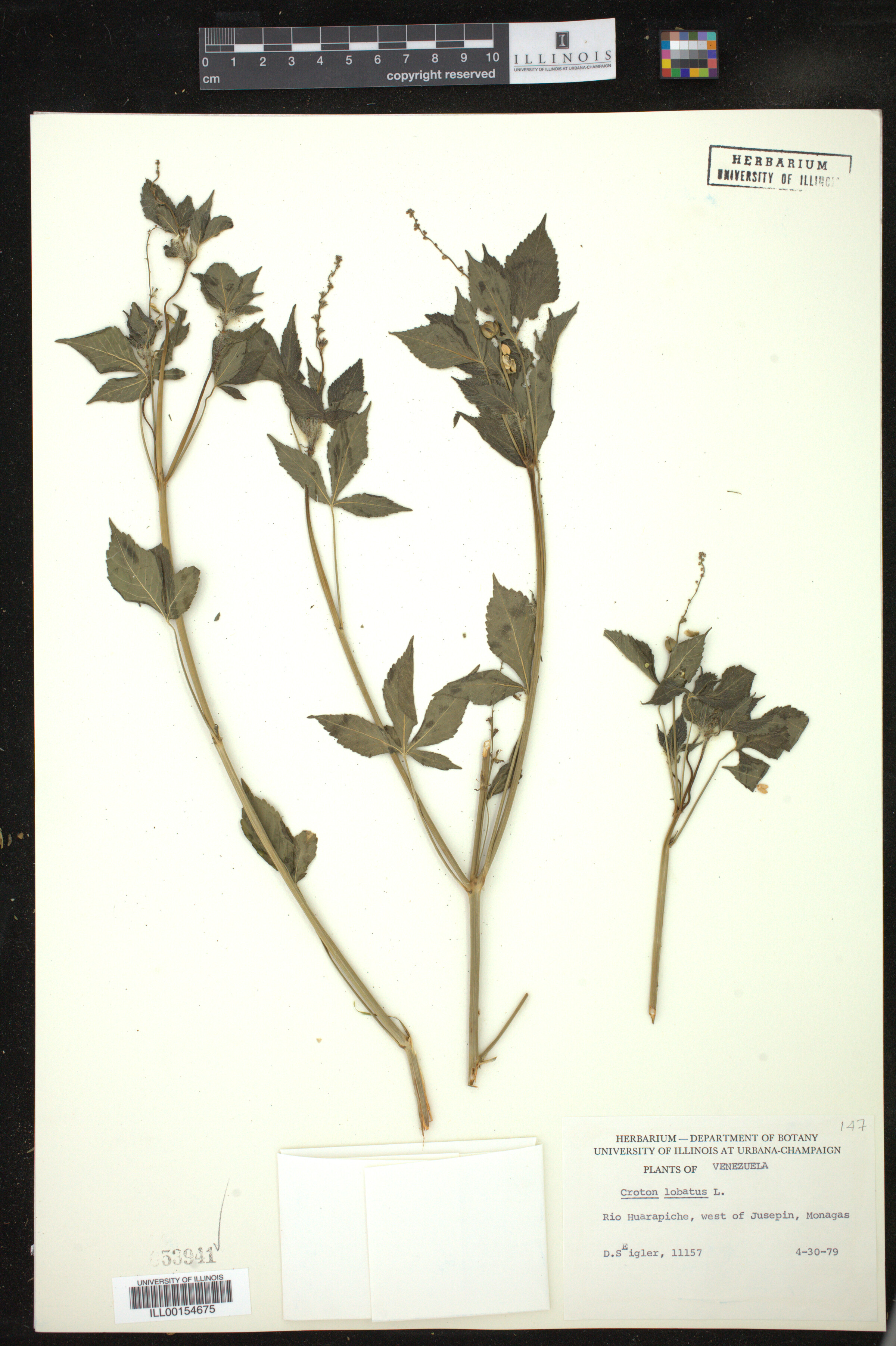 Astraea lobata image