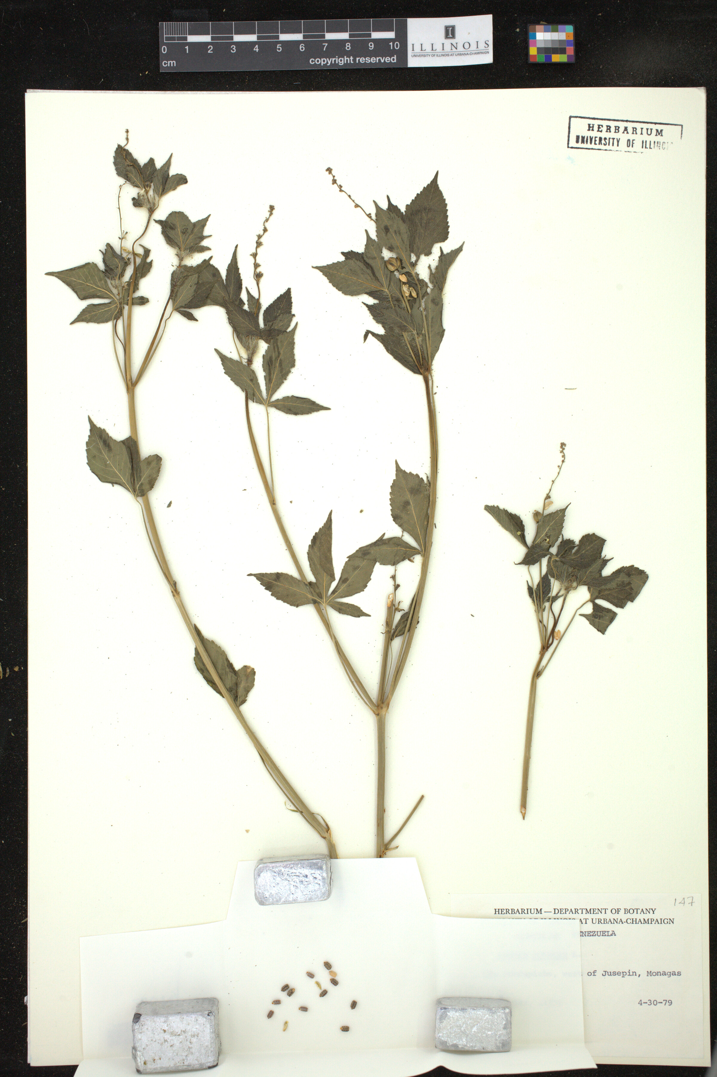 Astraea lobata image