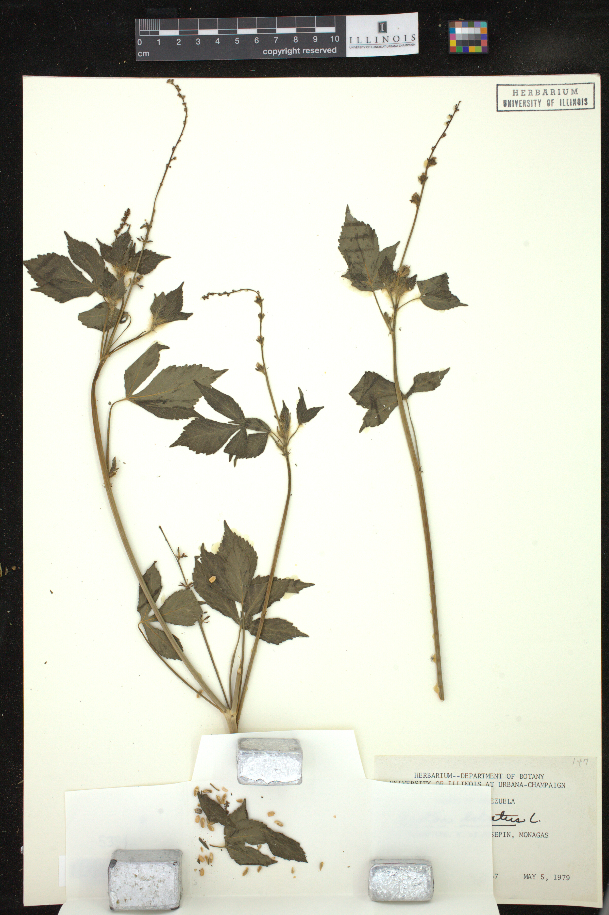 Astraea lobata image