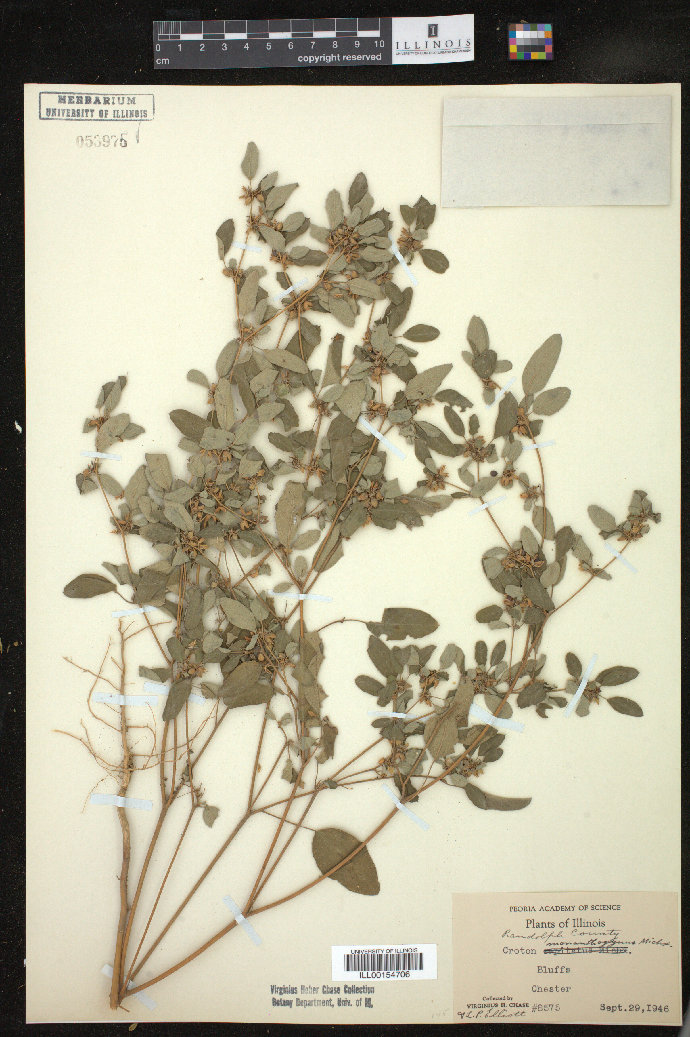 Croton monanthogynus image