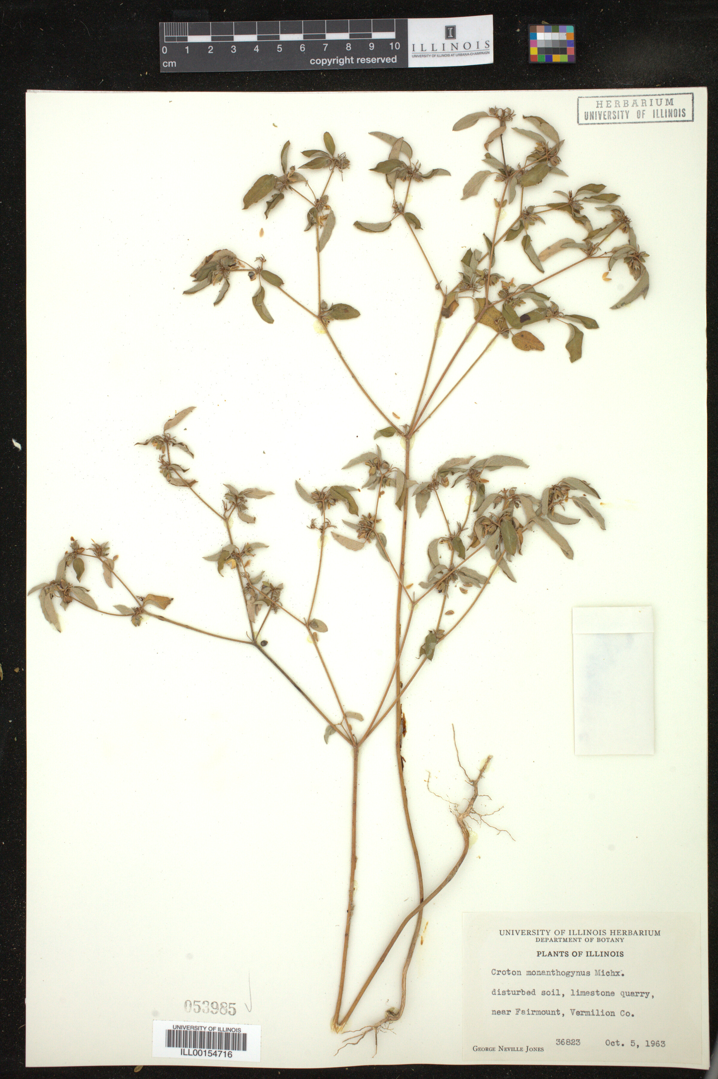 Croton image
