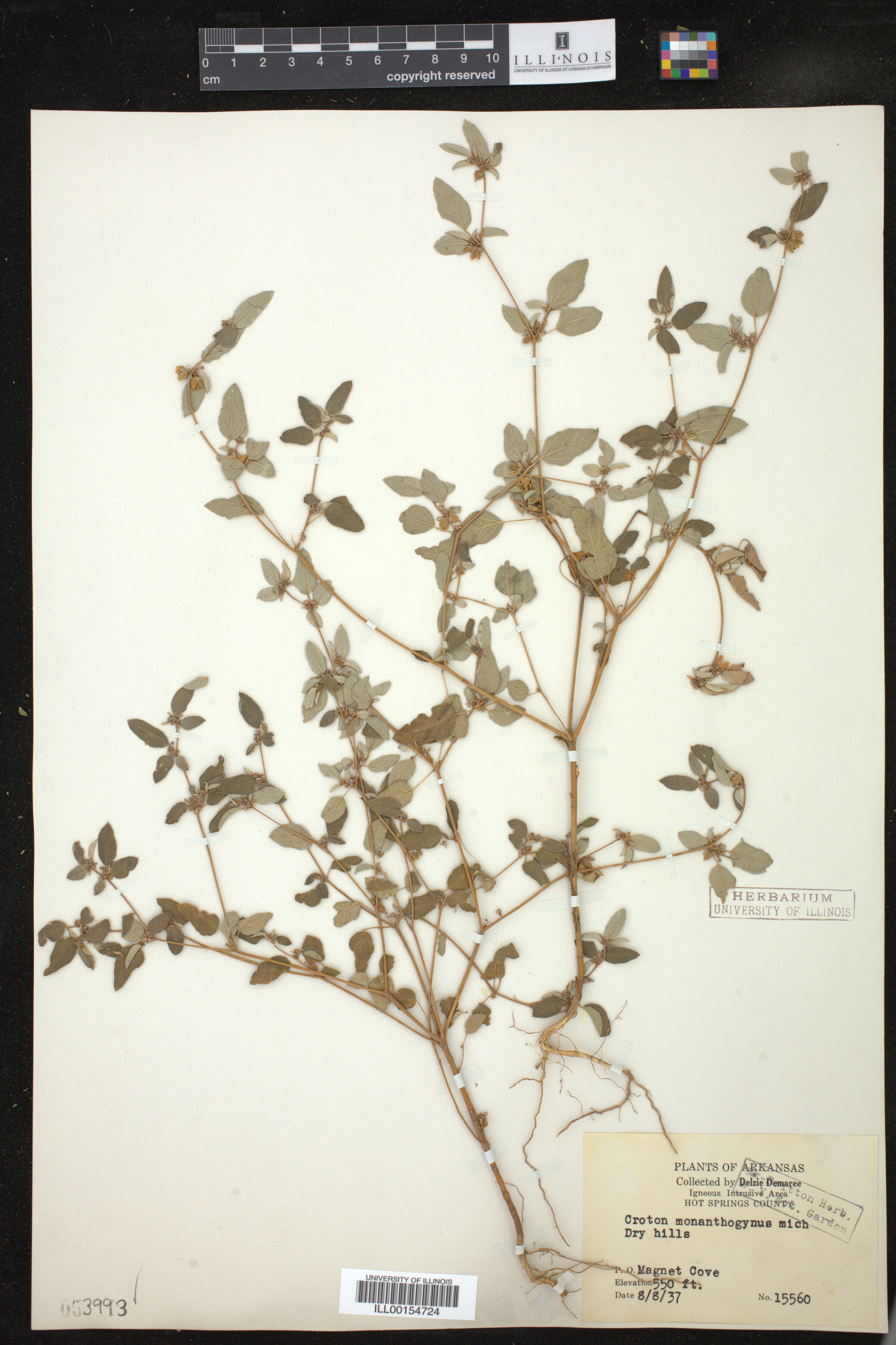 Croton monanthogynus image