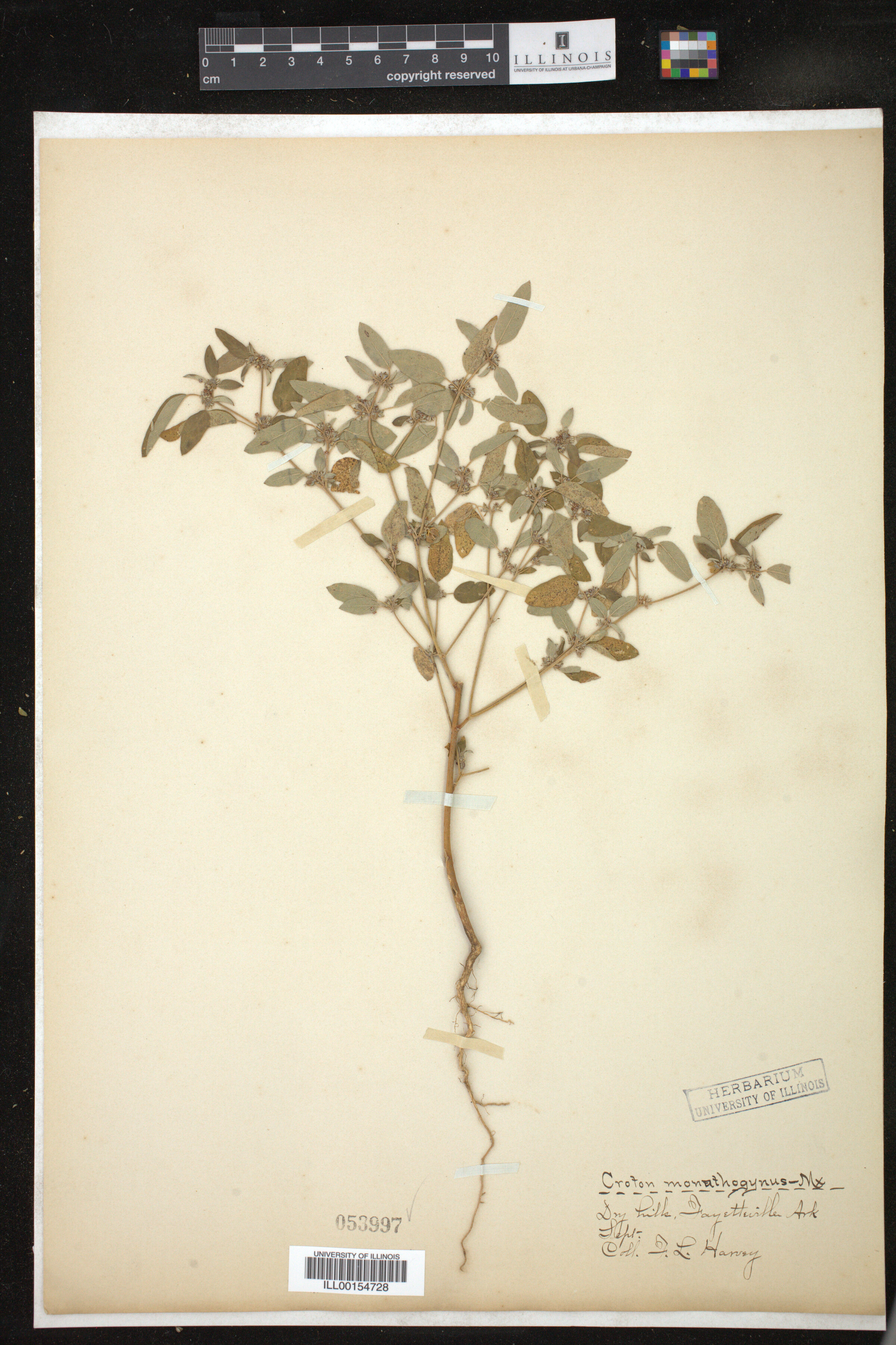 Croton monanthogynus image