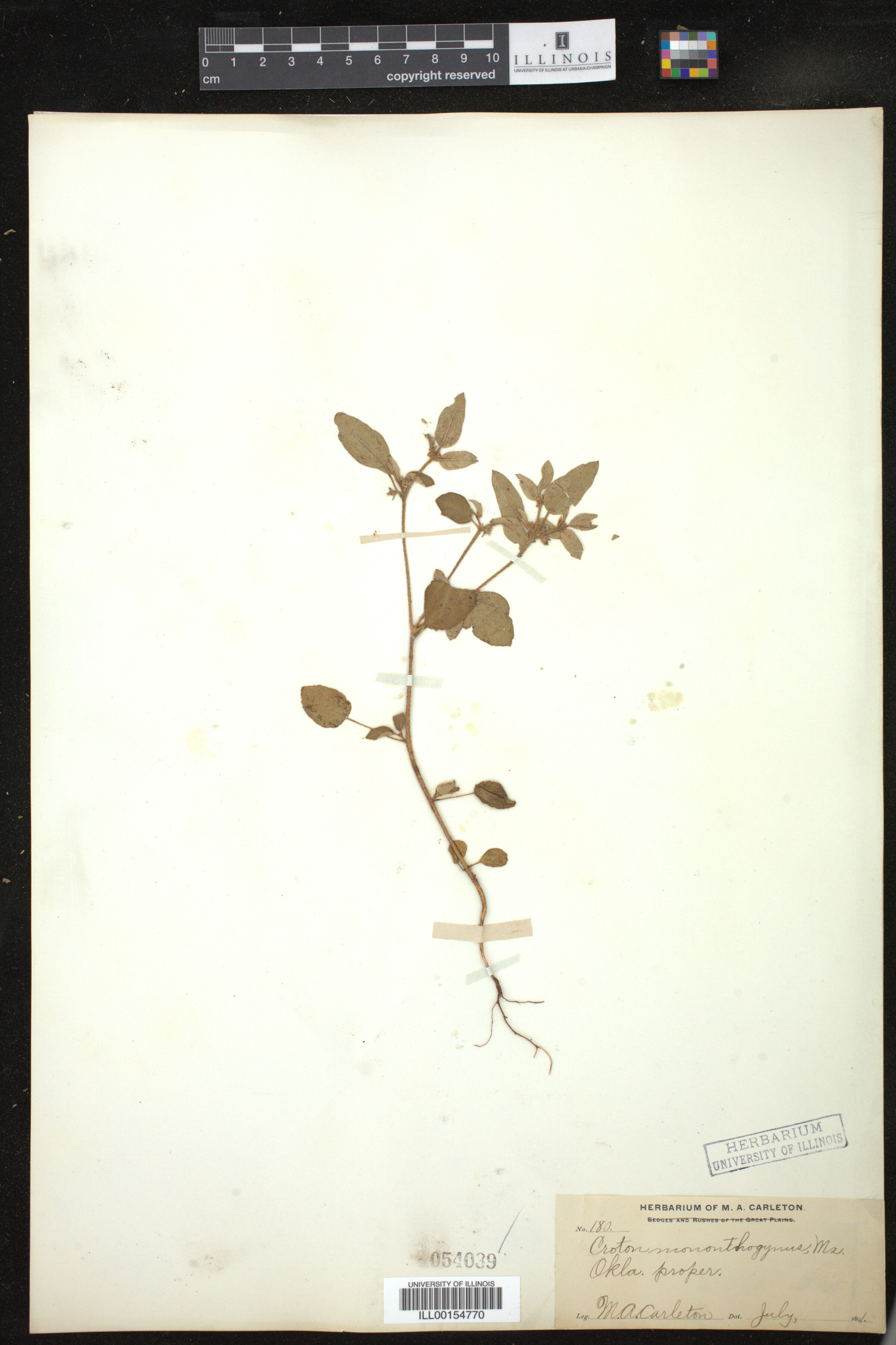 Croton monanthogynus image