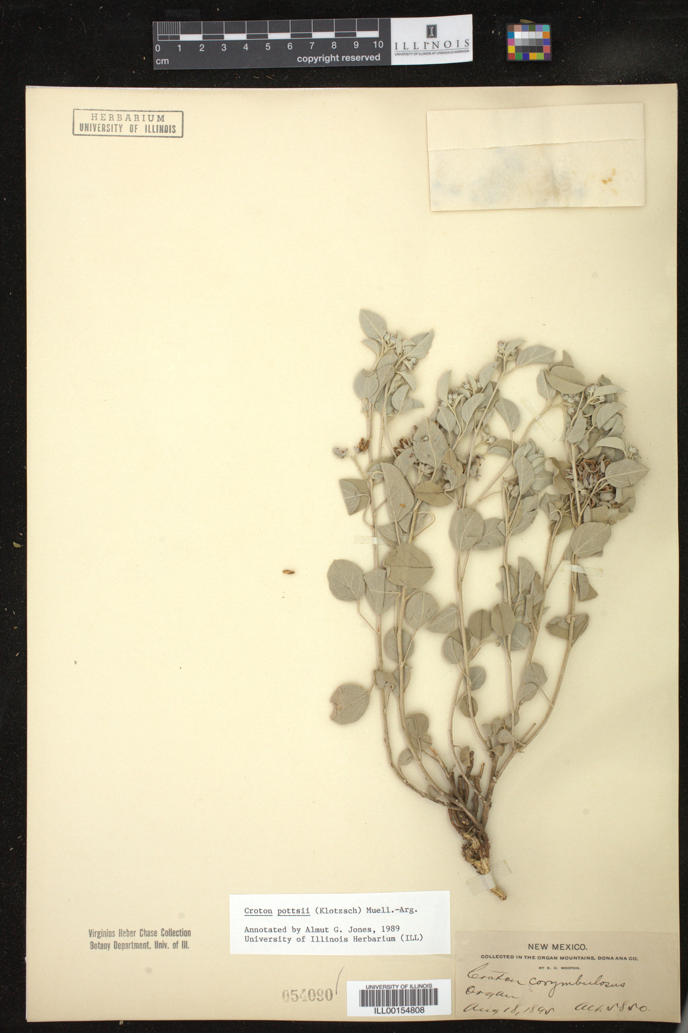 Croton pottsii image