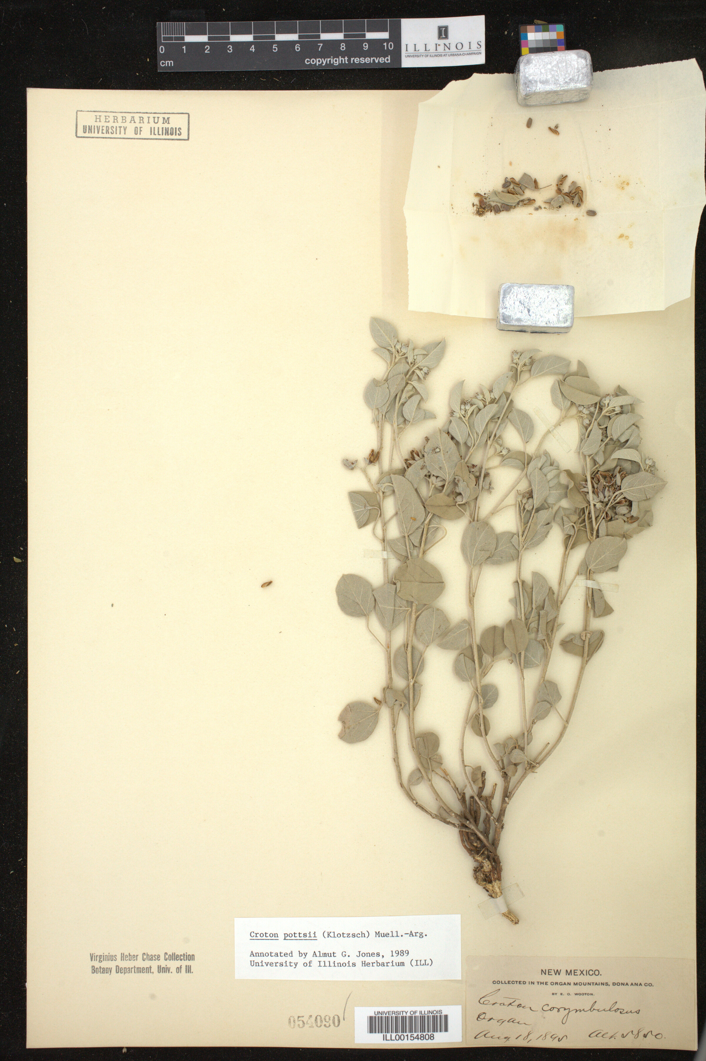 Croton pottsii image