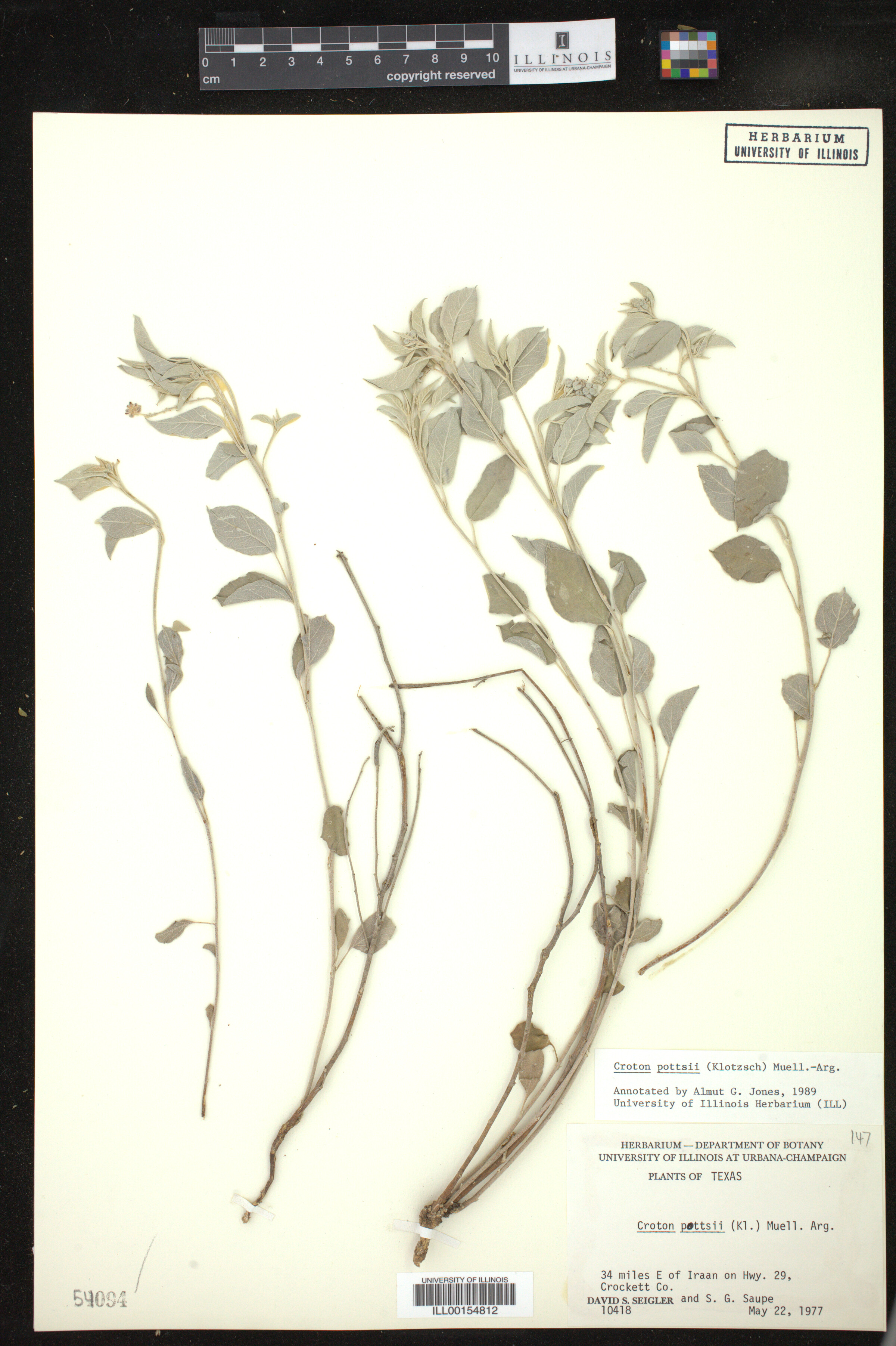 Croton pottsii image