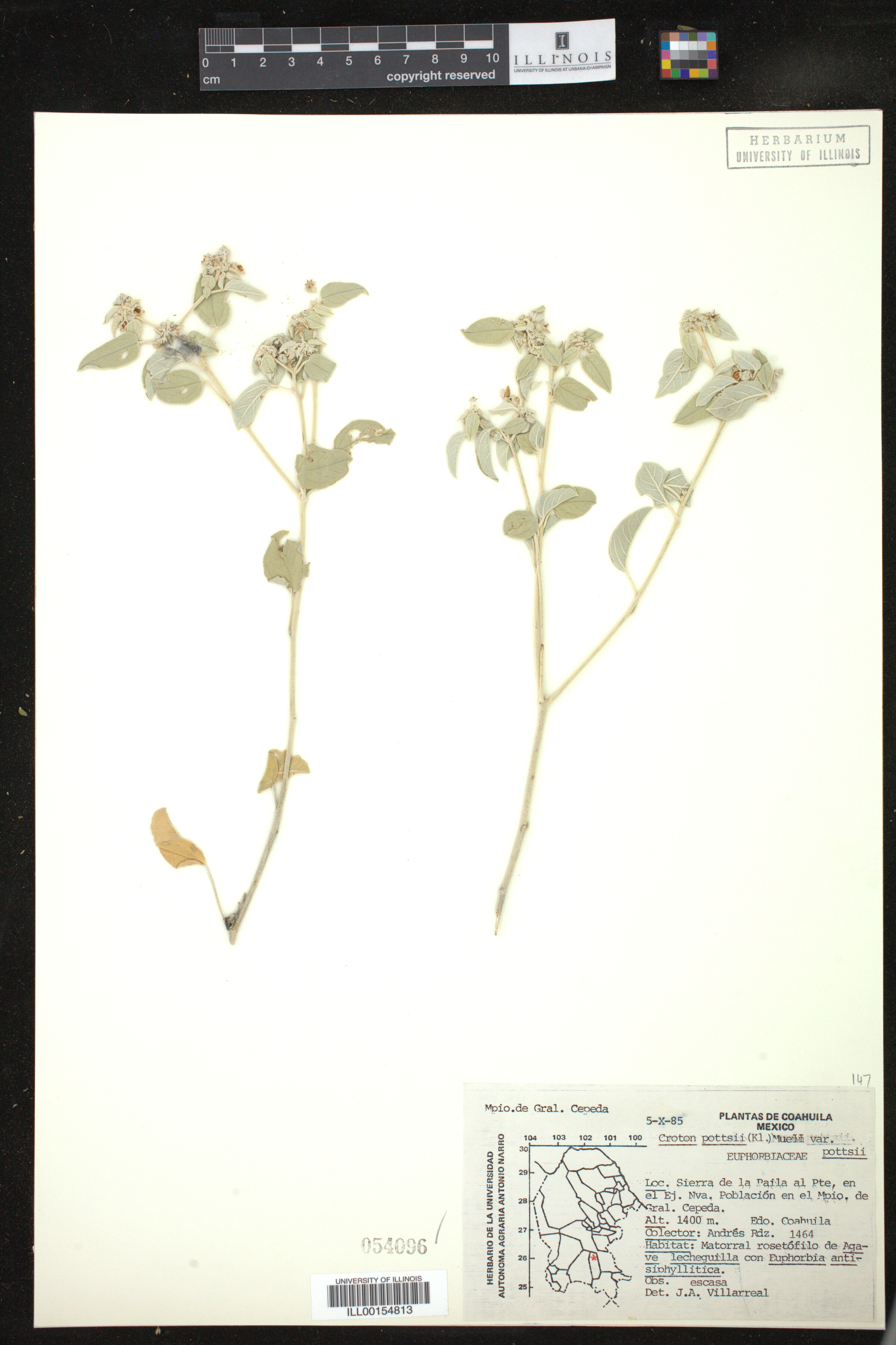 Croton pottsii image