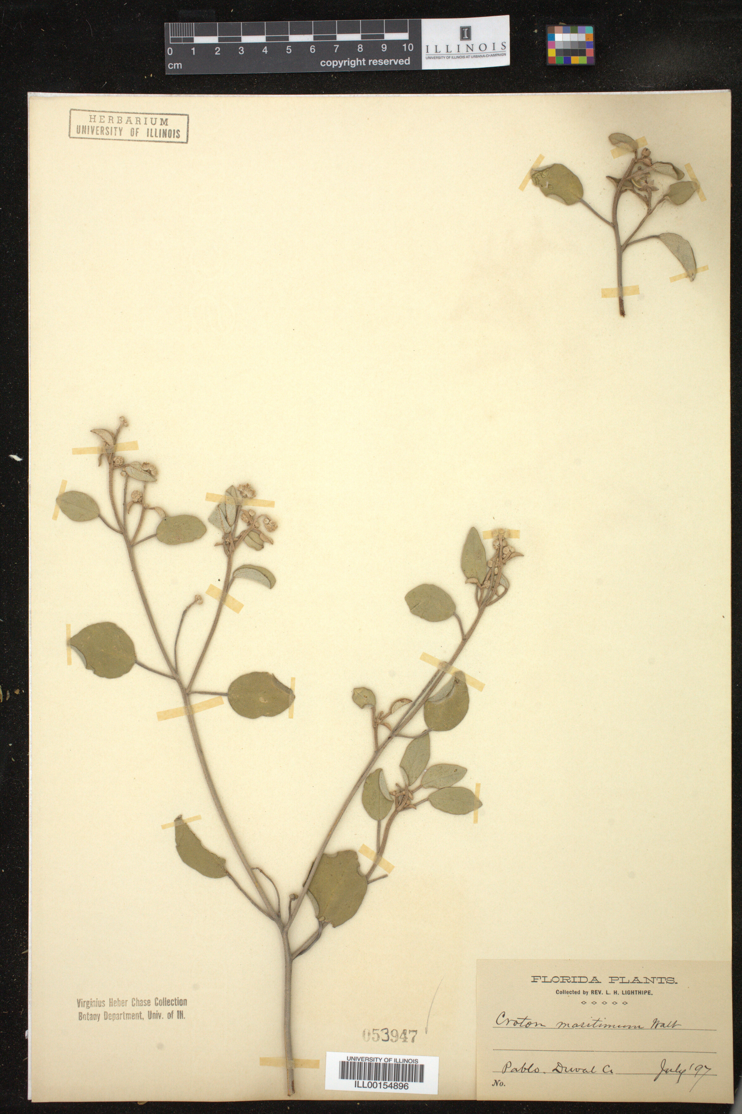 Croton punctatus image