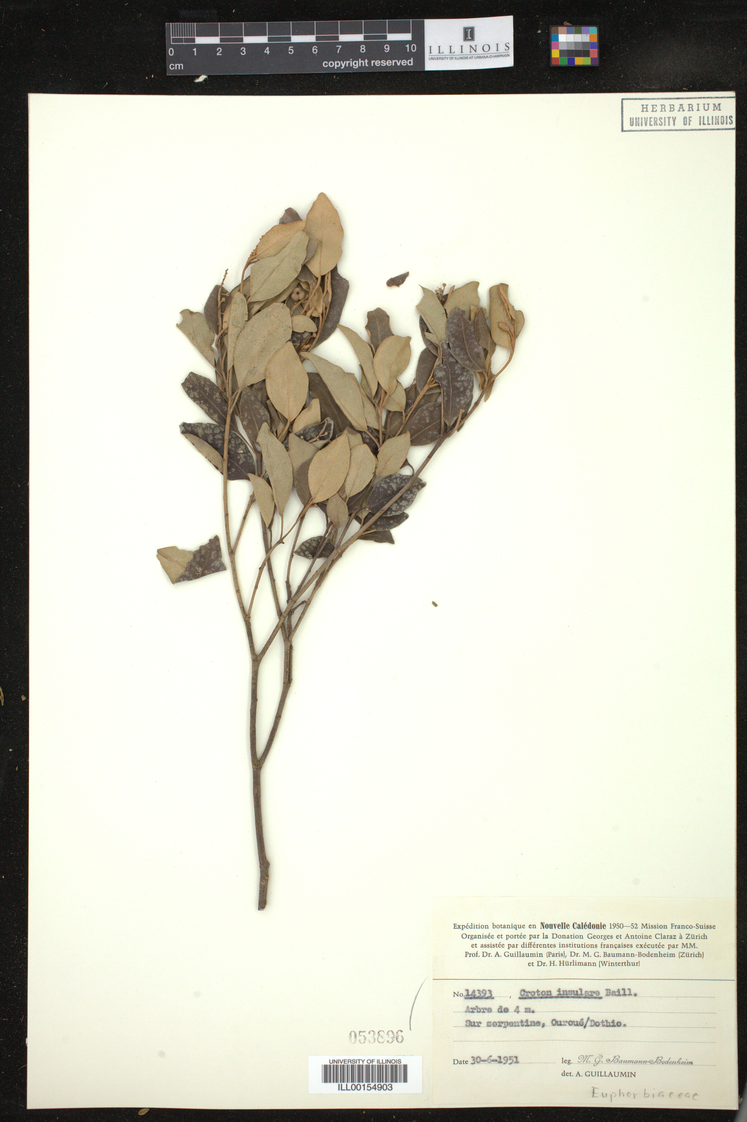 Croton insularis image