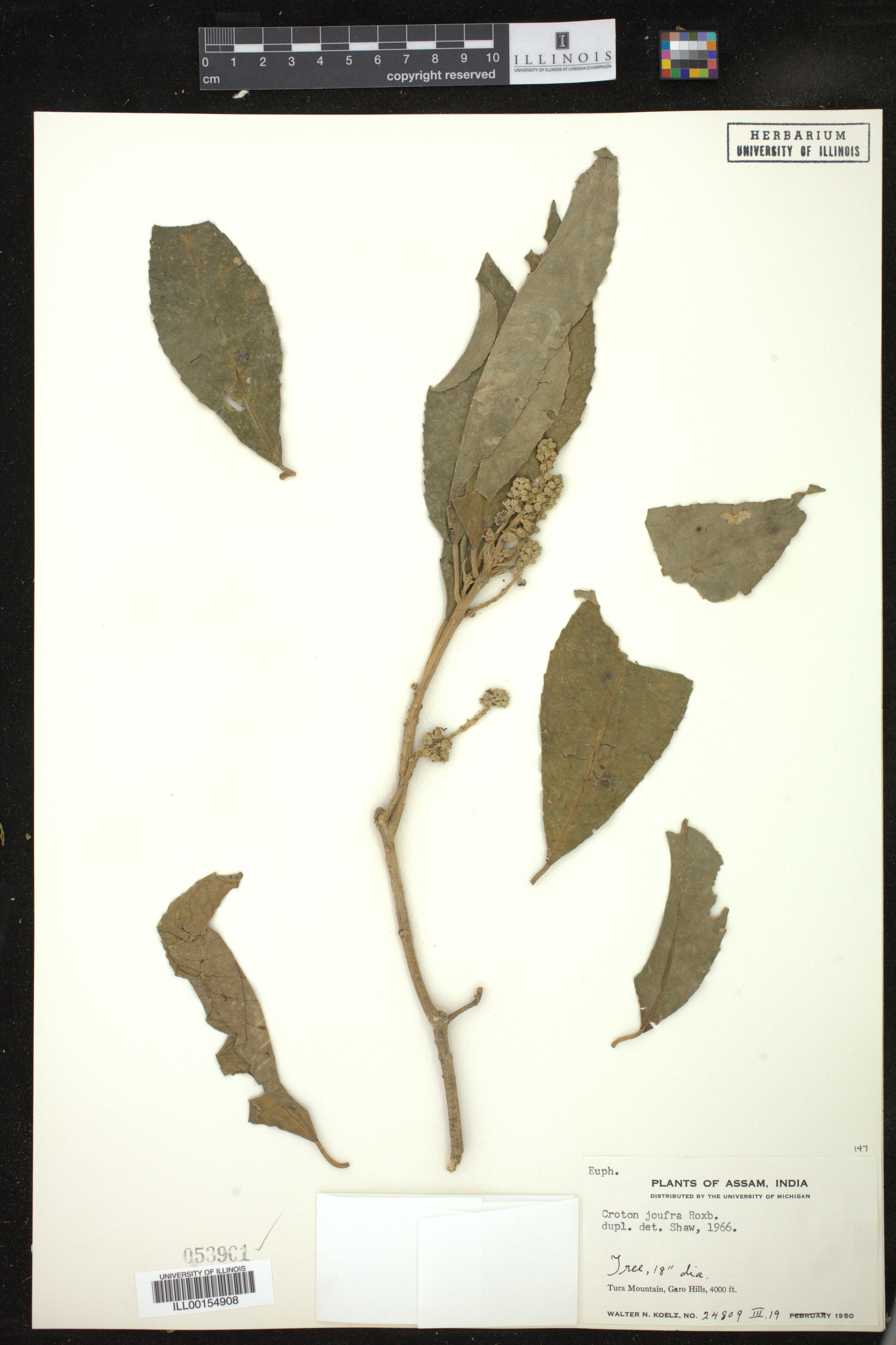 Croton joufra image