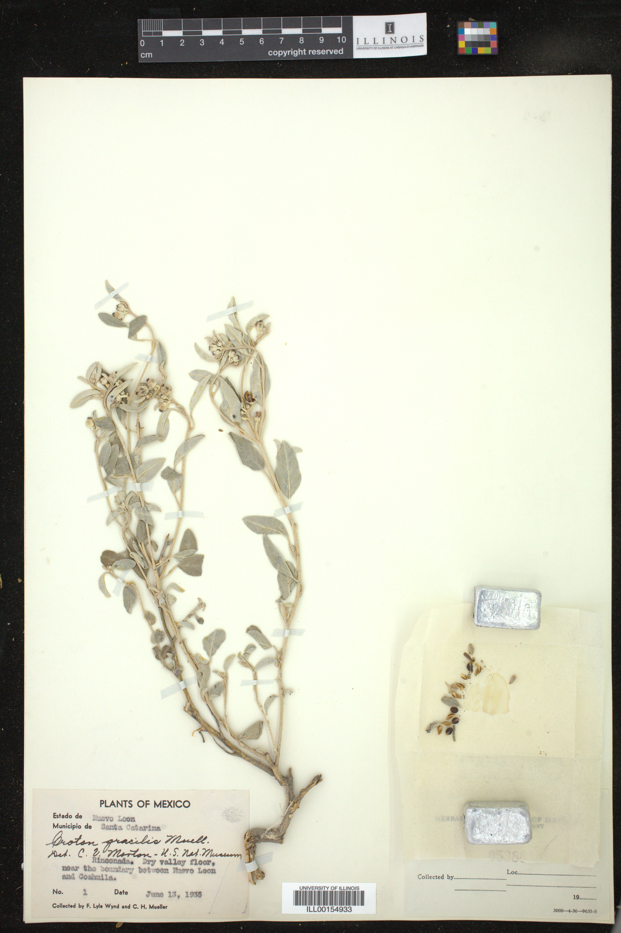 Croton dioicus image