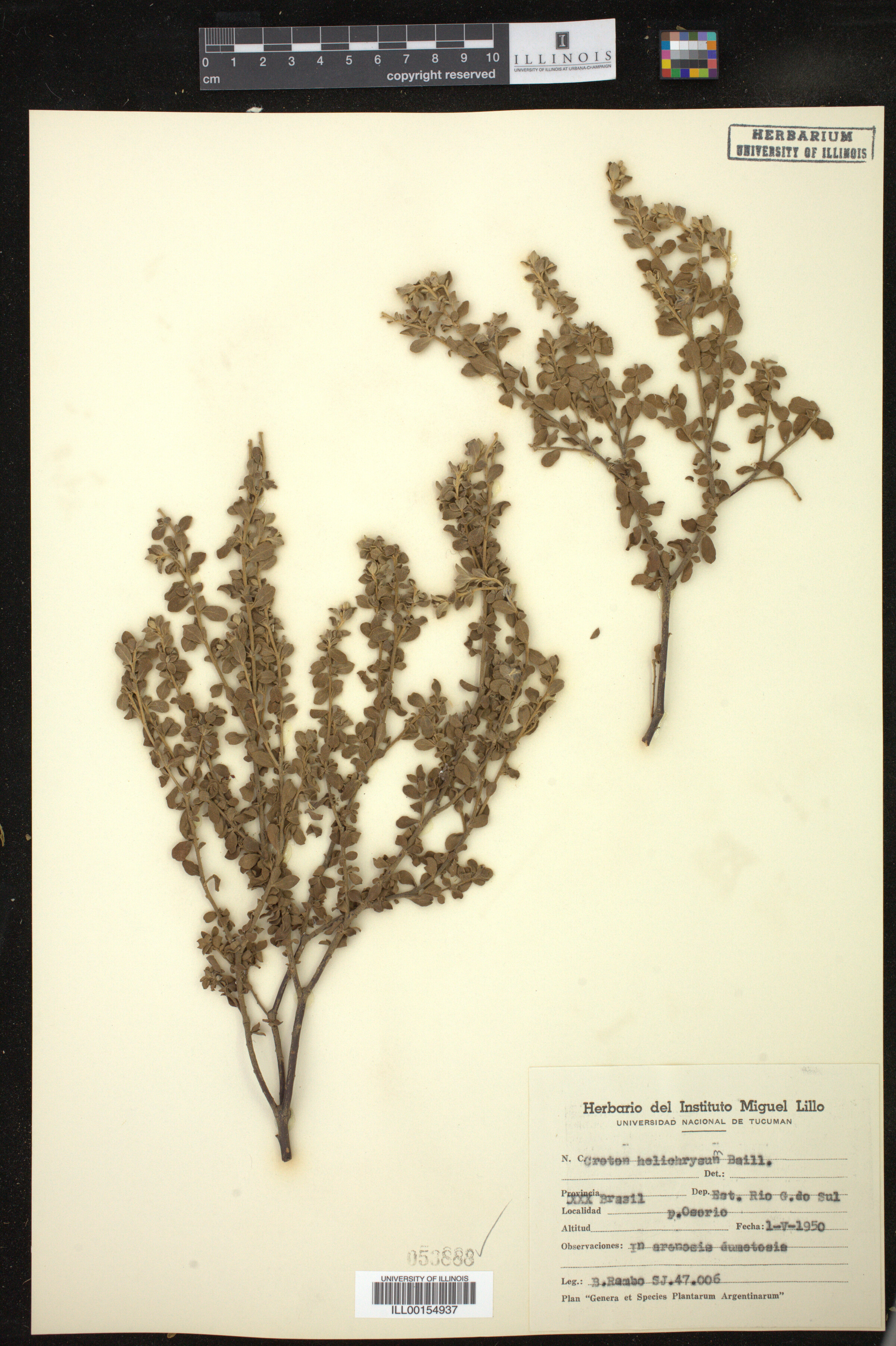 Croton helichrysum image