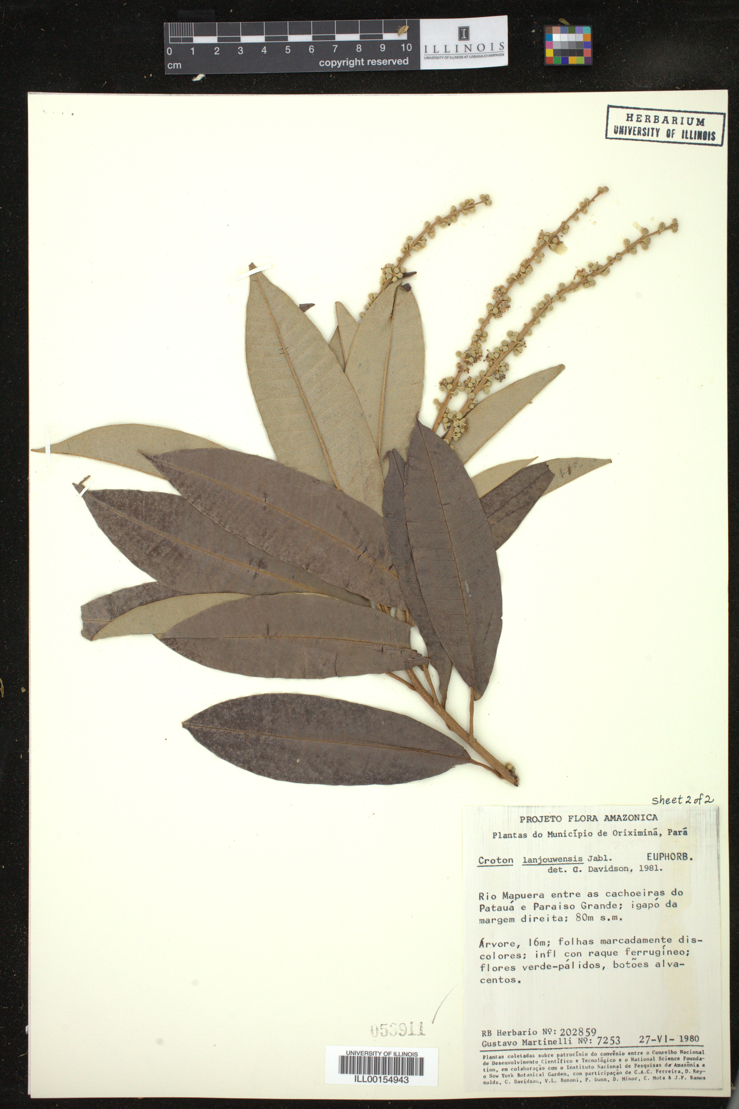 Croton matourensis image