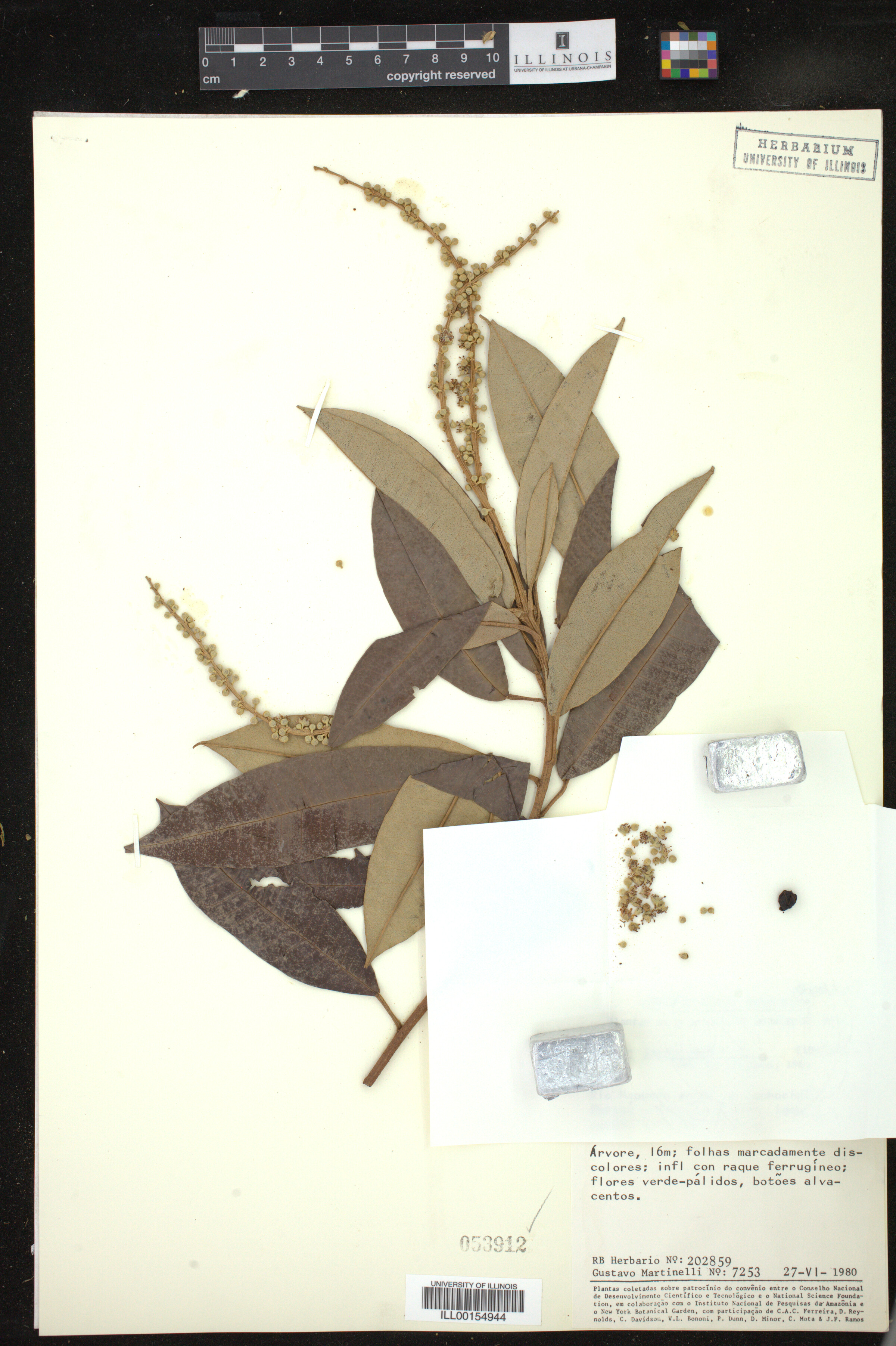 Croton matourensis image