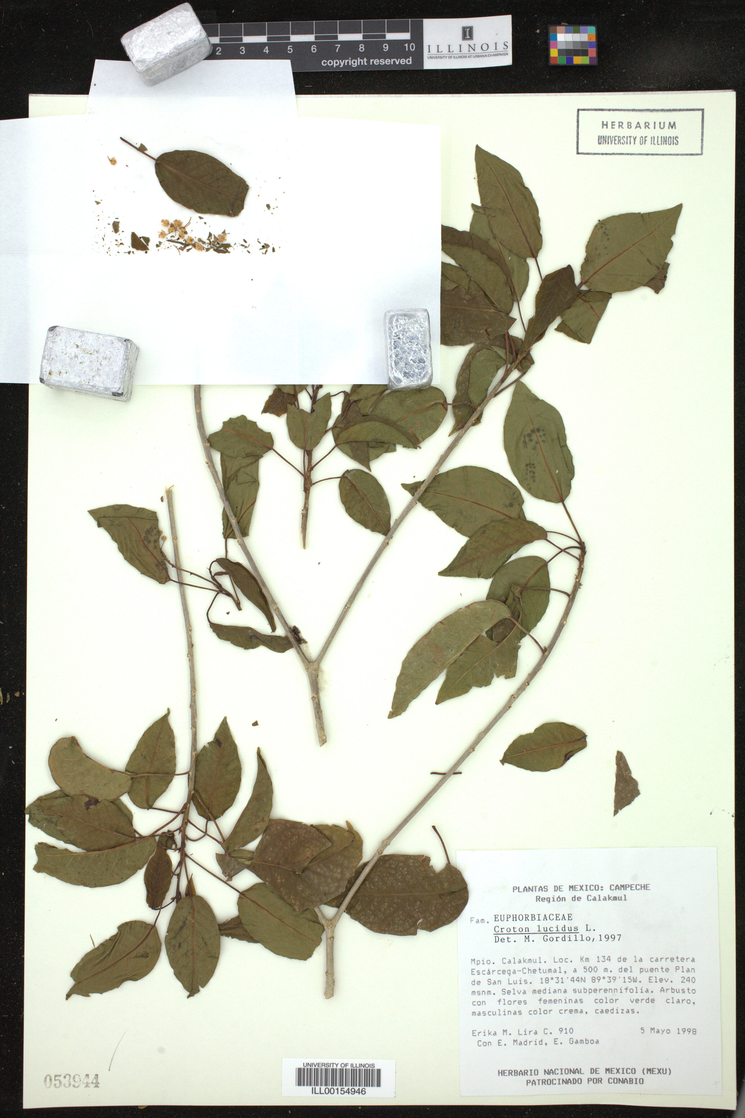 Croton lucidus image