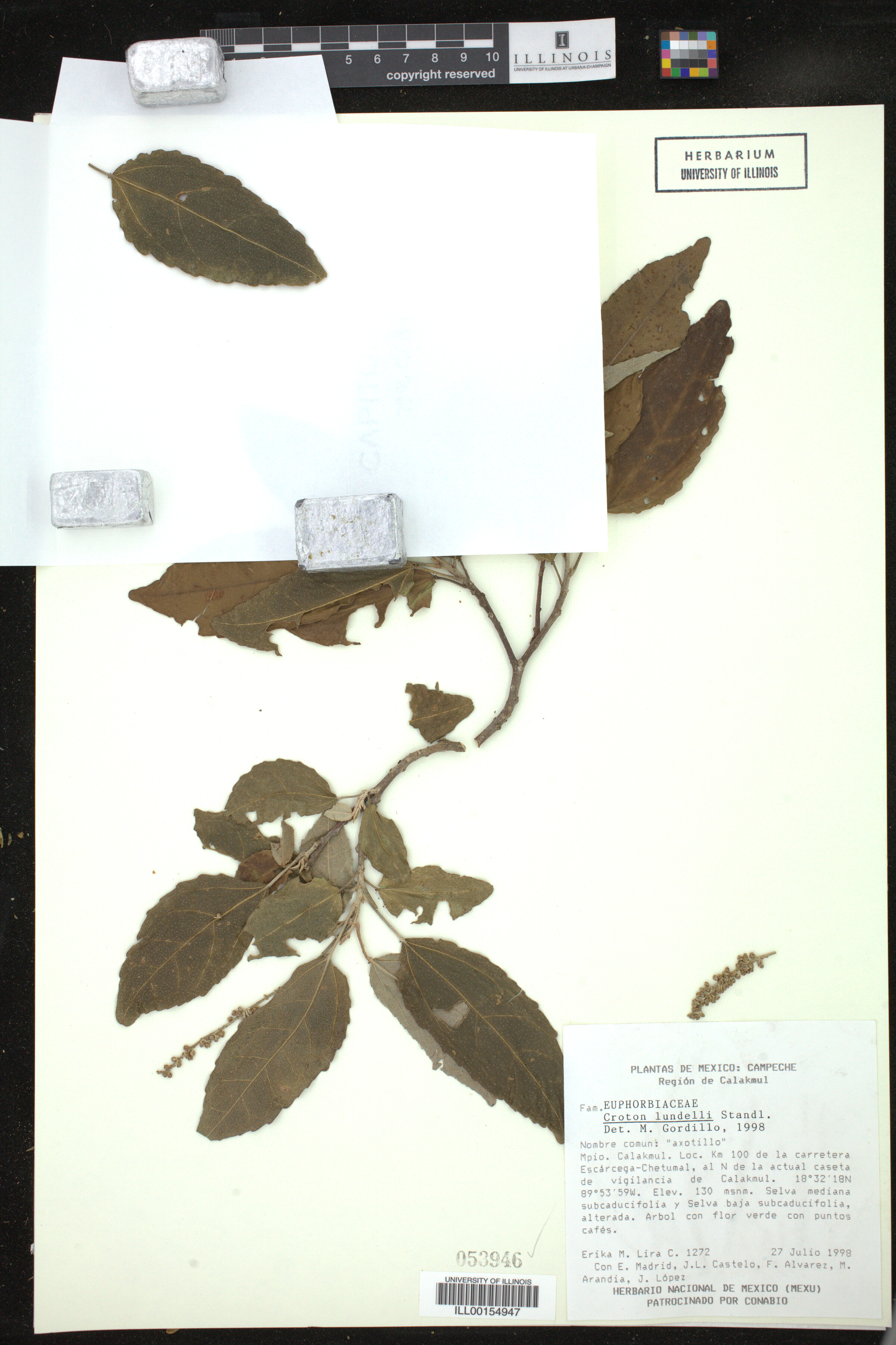 Croton lundellii image