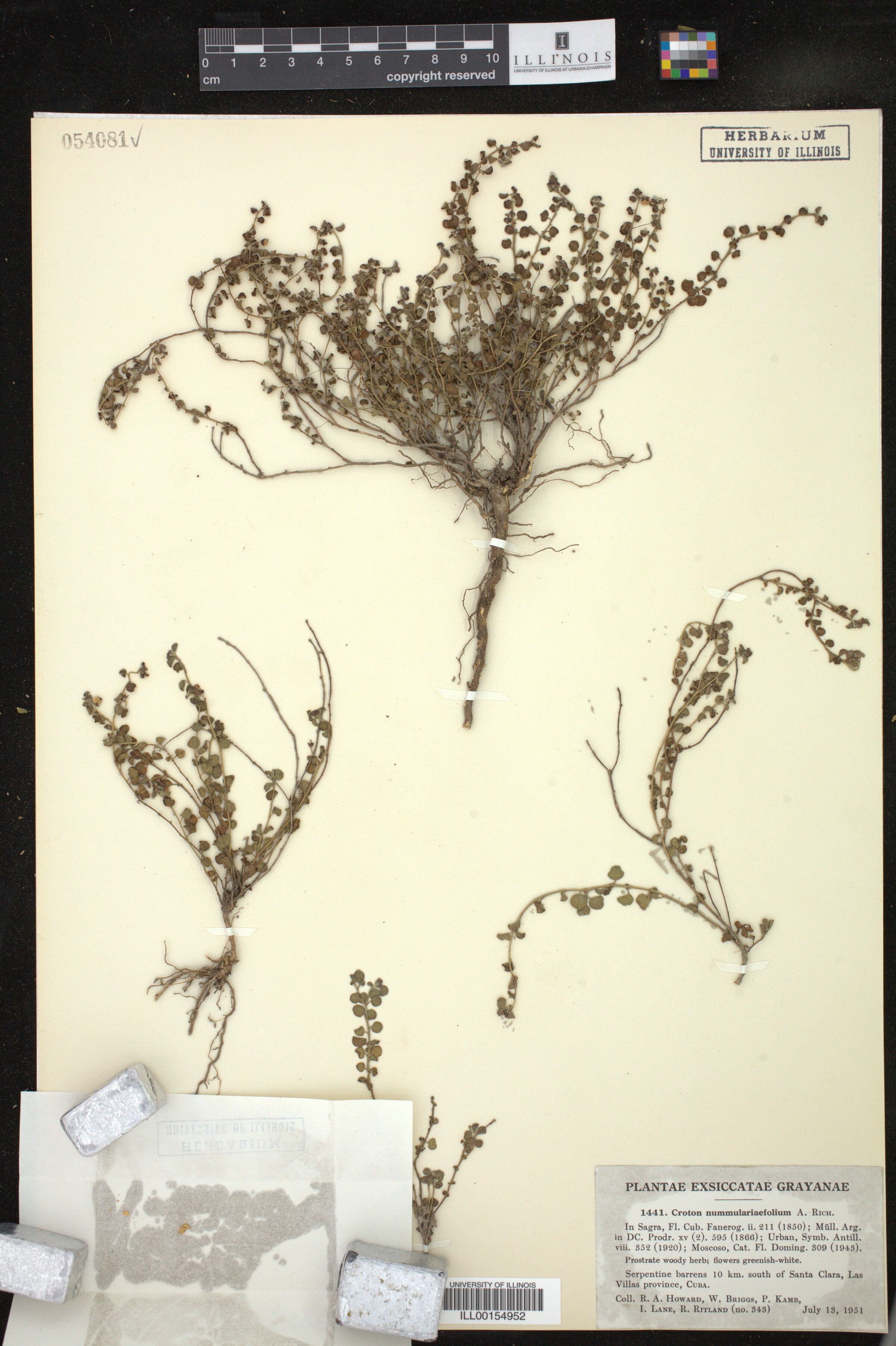 Croton nummulariifolius image