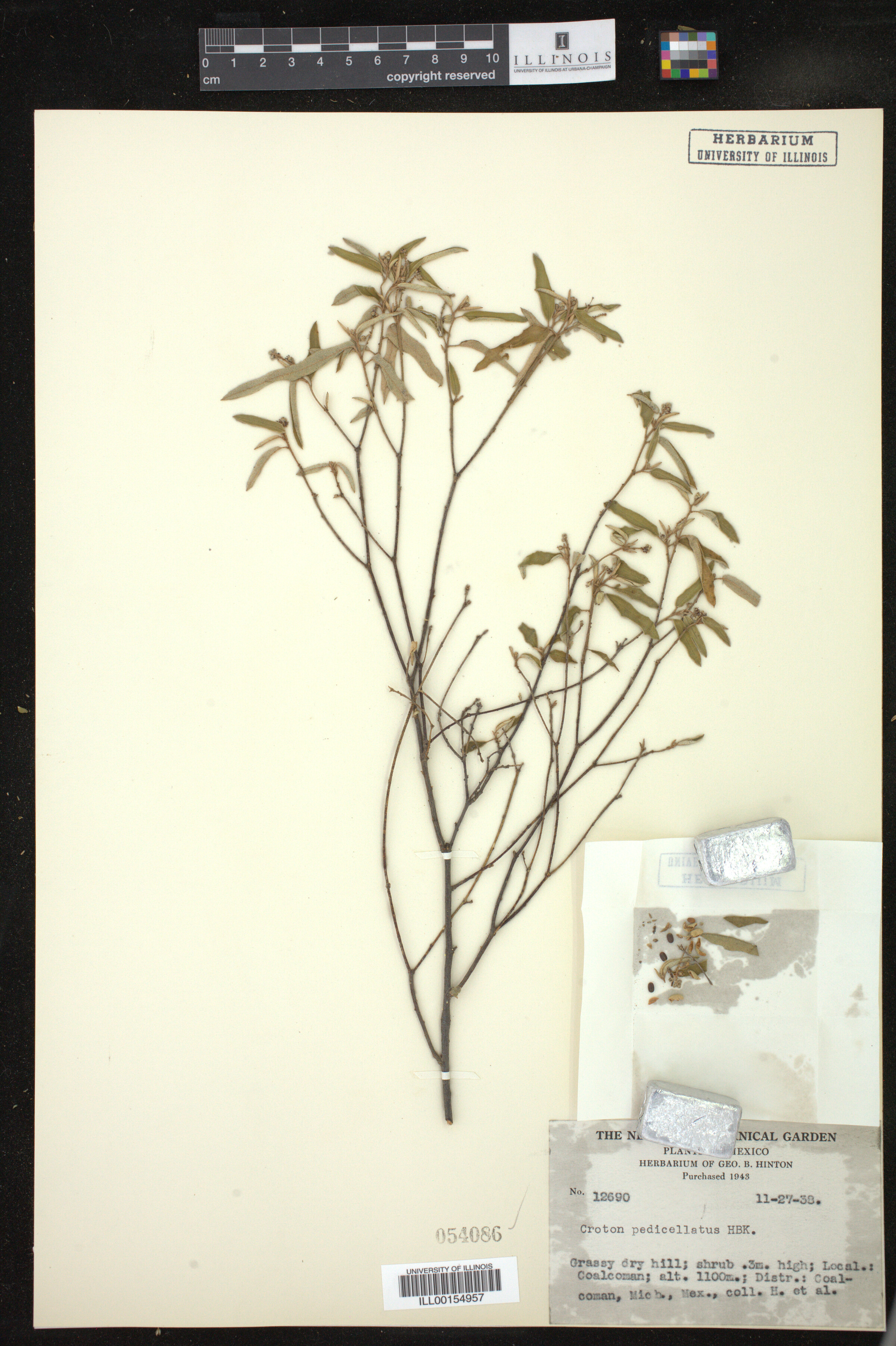 Croton pedicellatus image