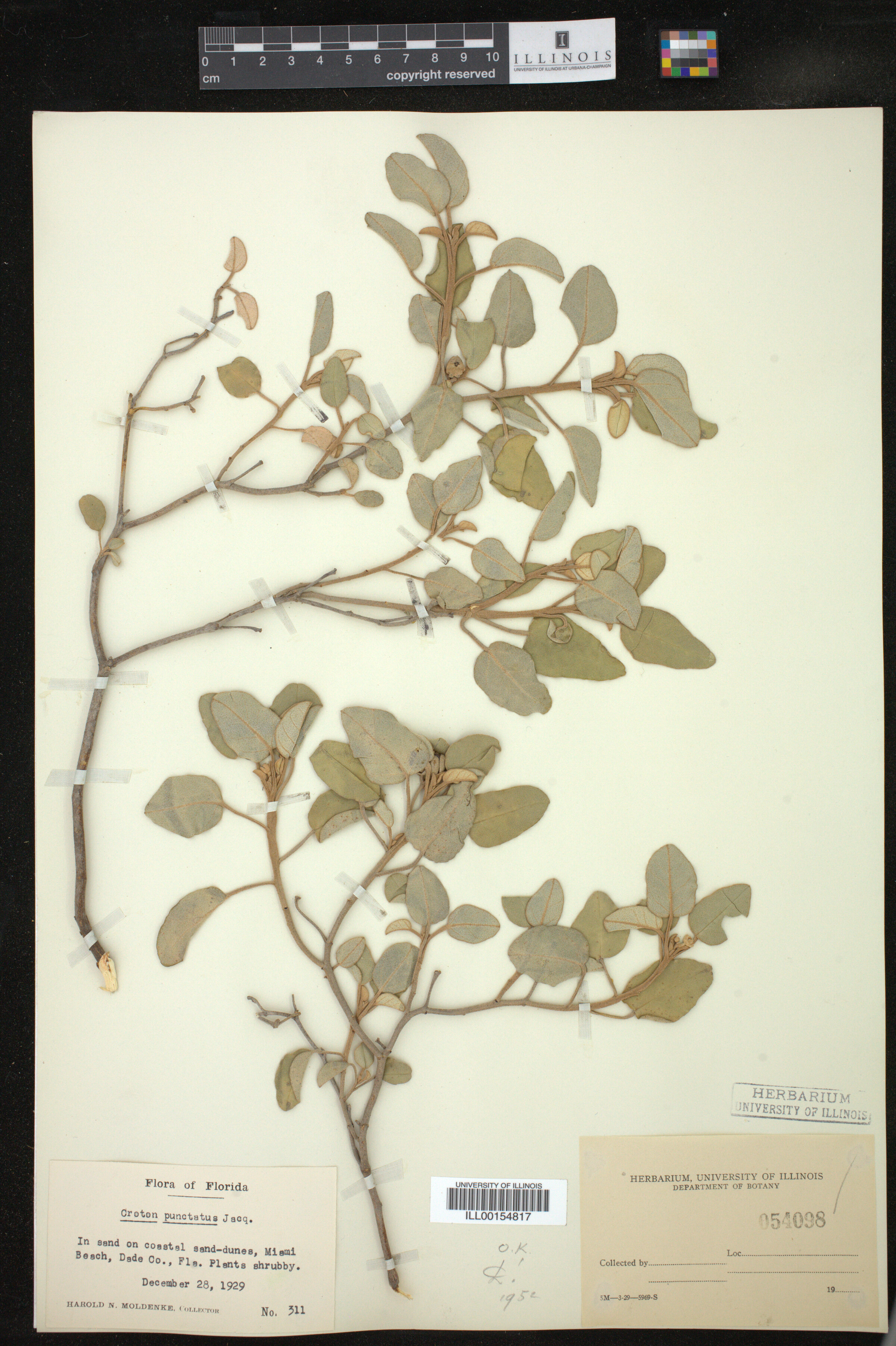 Croton punctatus image