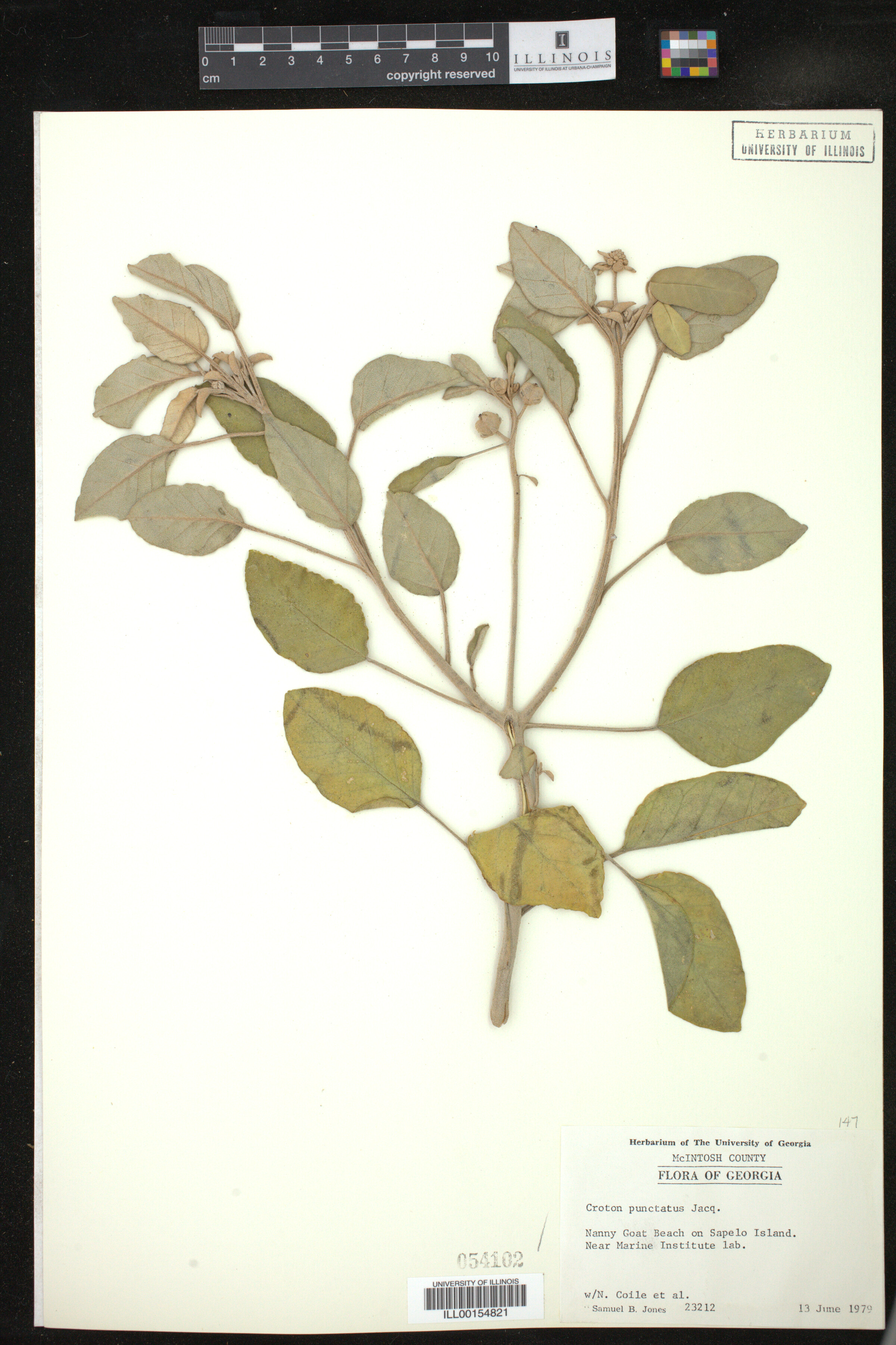 Croton punctatus image