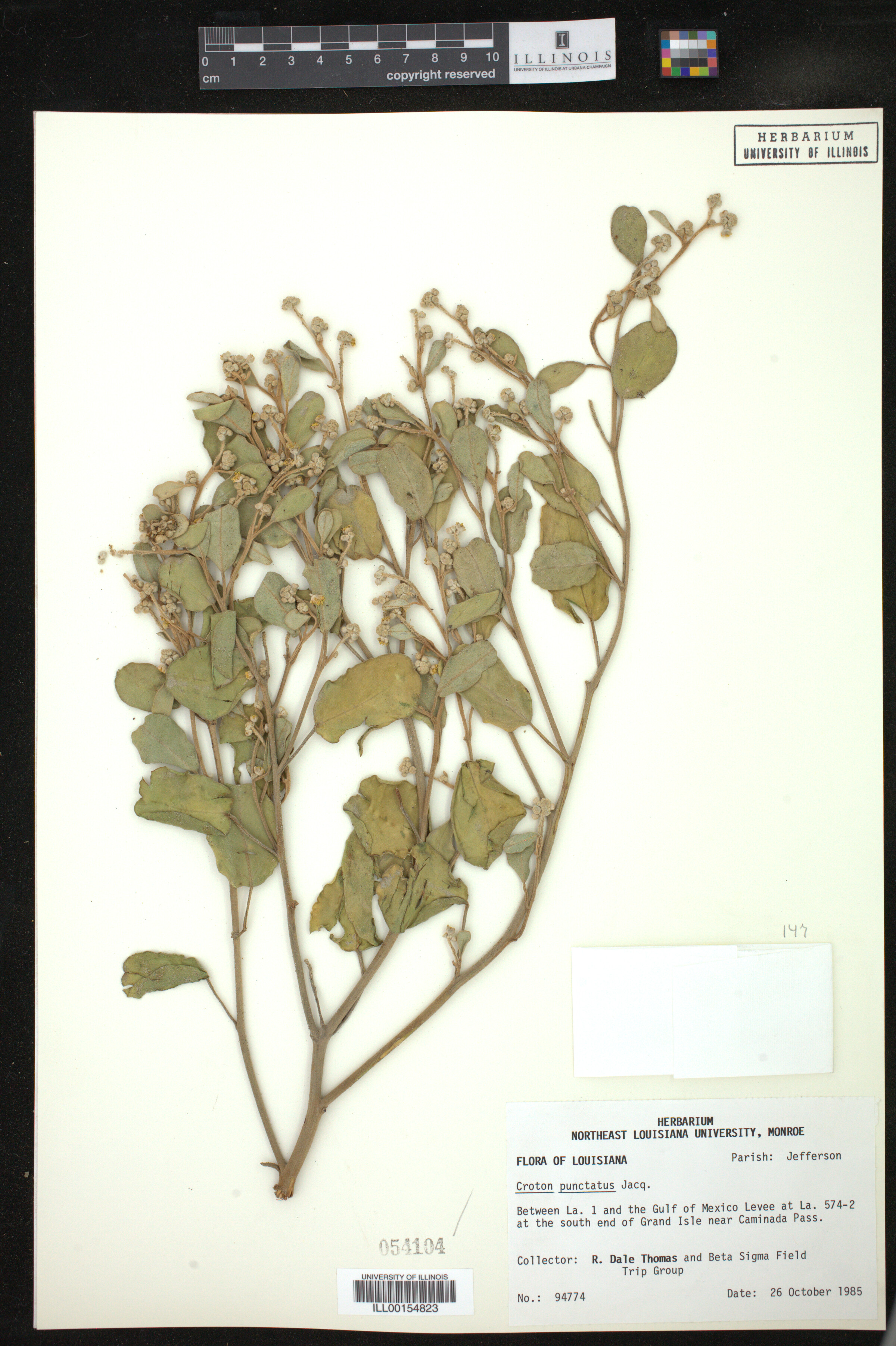 Croton punctatus image