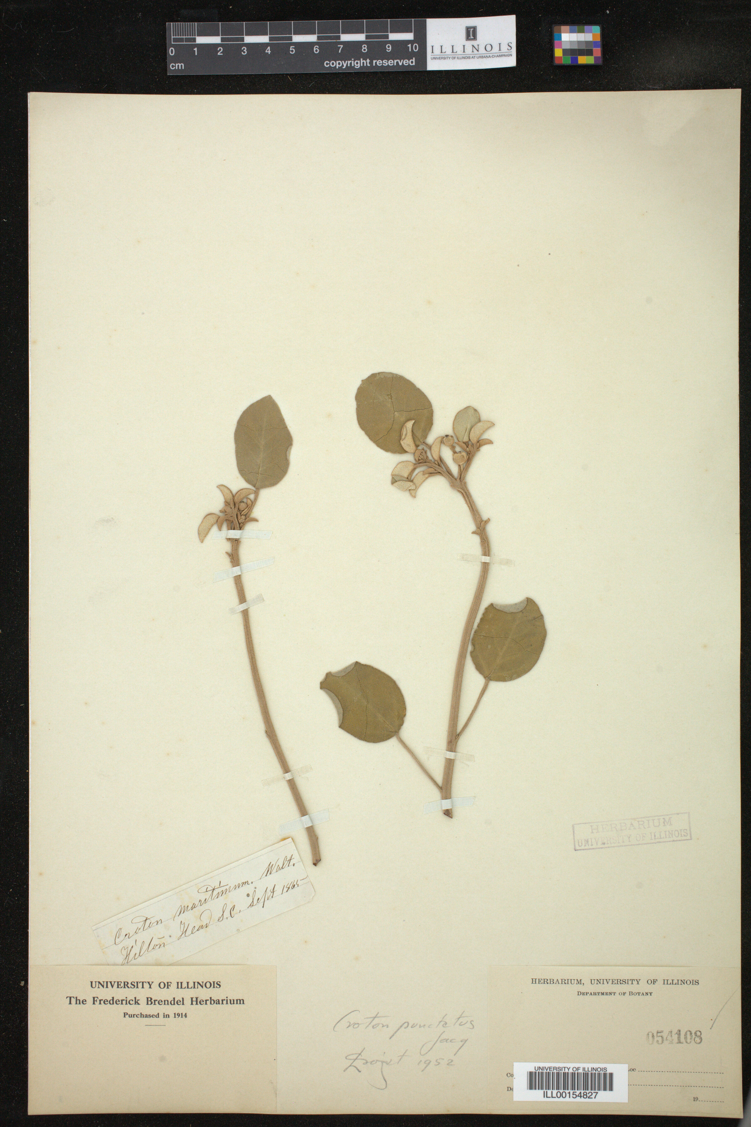 Croton punctatus image