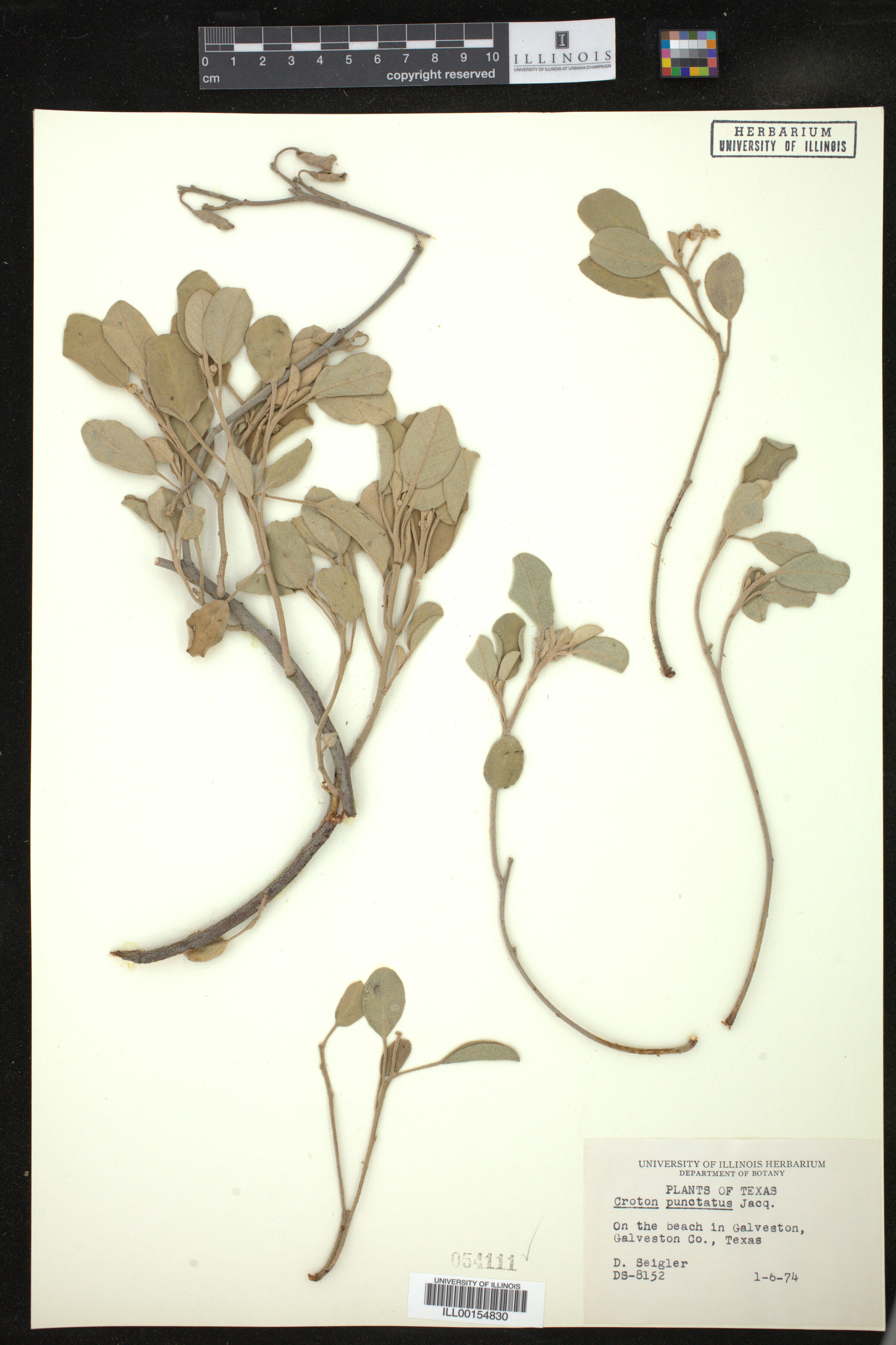 Croton punctatus image