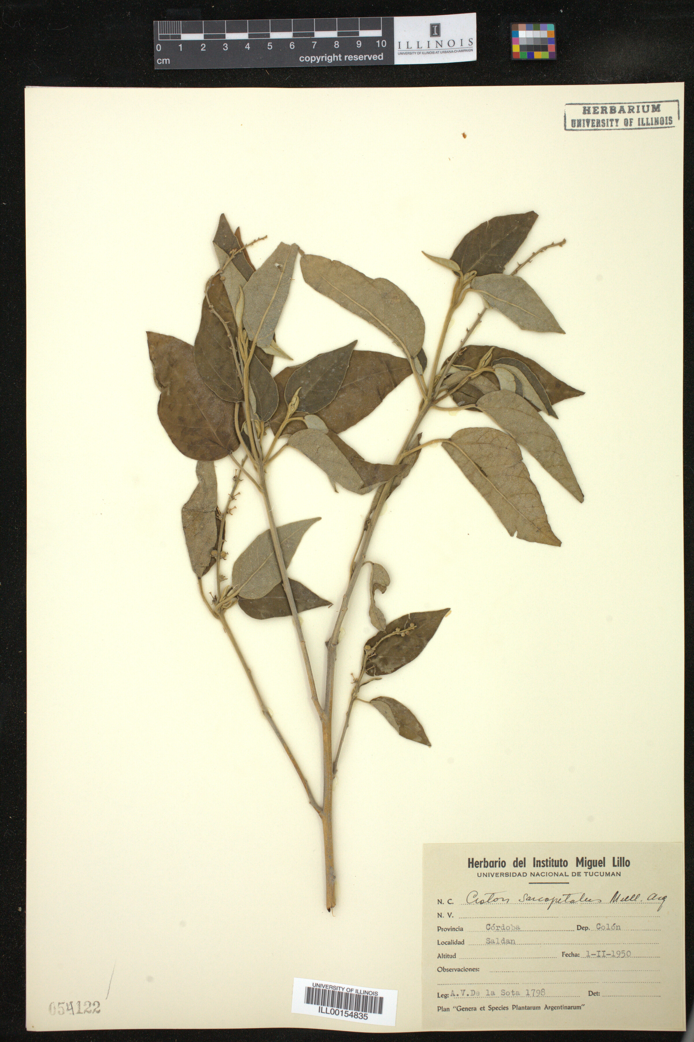 Croton lachnostachyus image