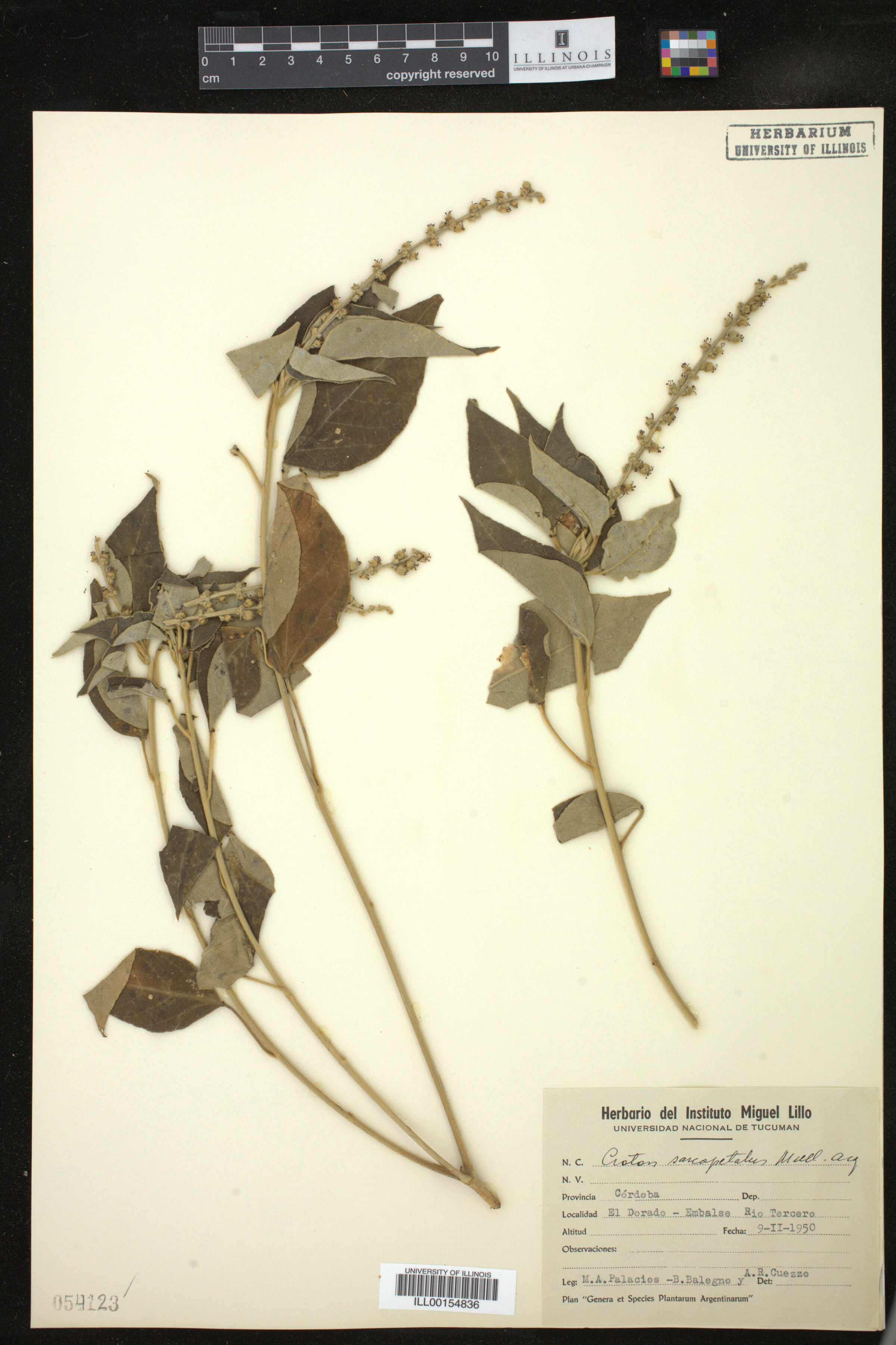 Croton lachnostachyus image