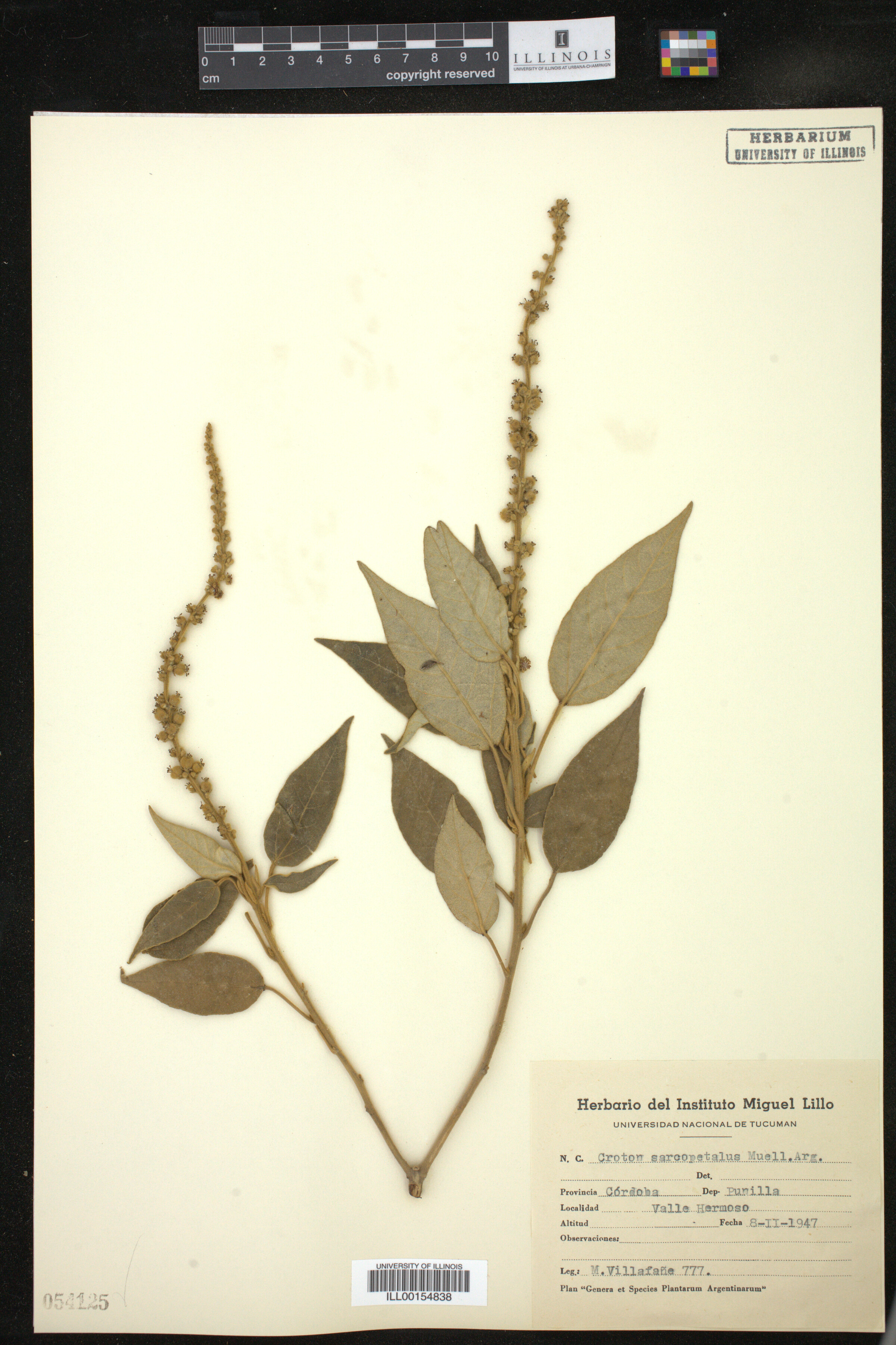 Croton lachnostachyus image