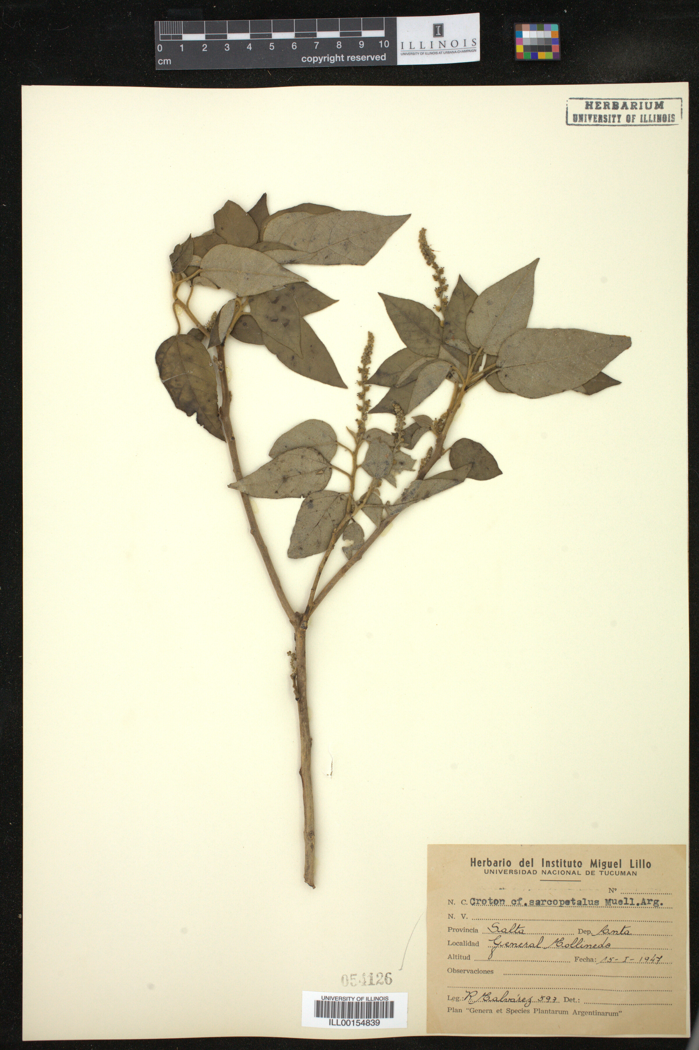 Croton lachnostachyus image