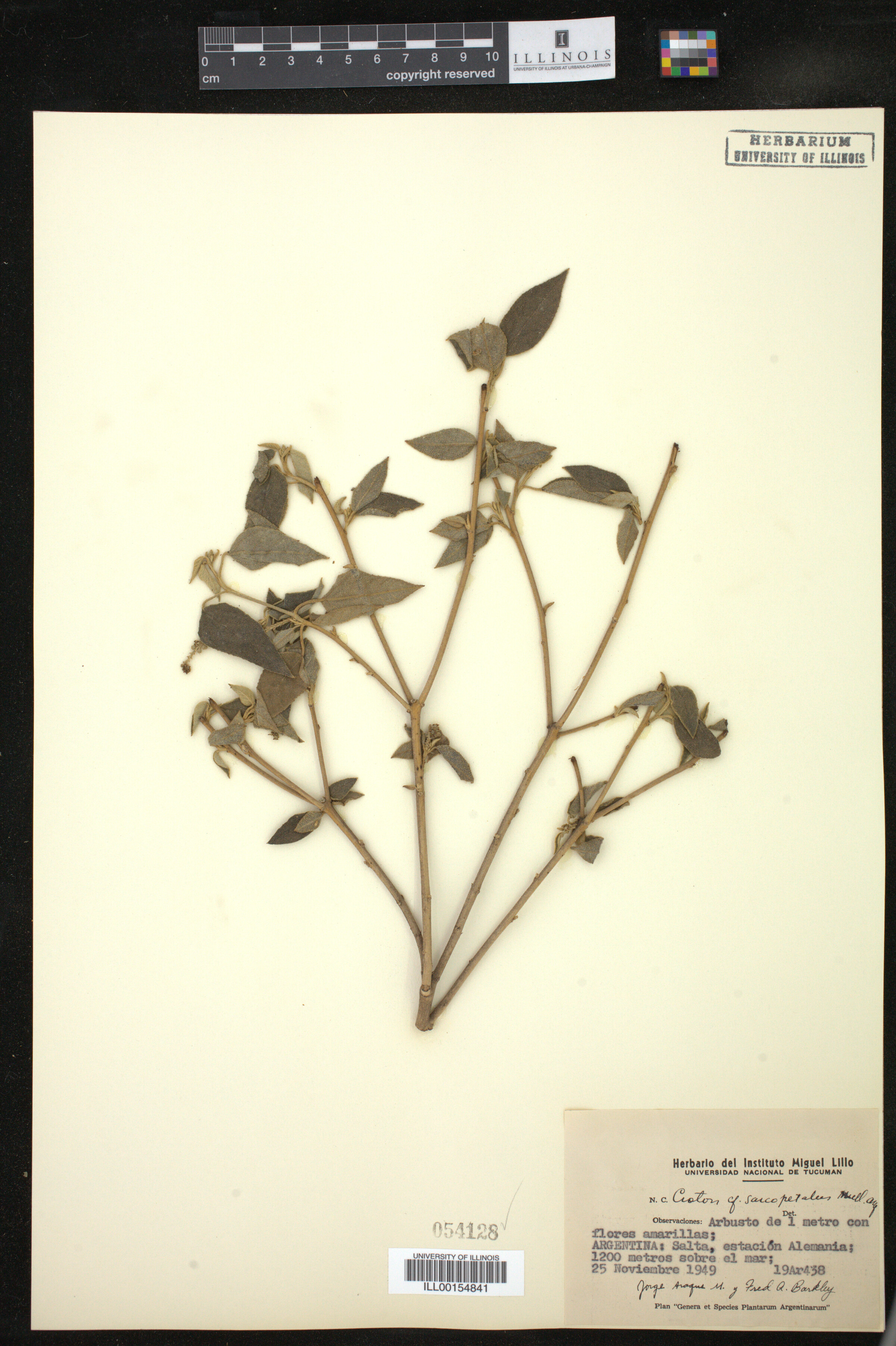 Croton lachnostachyus image