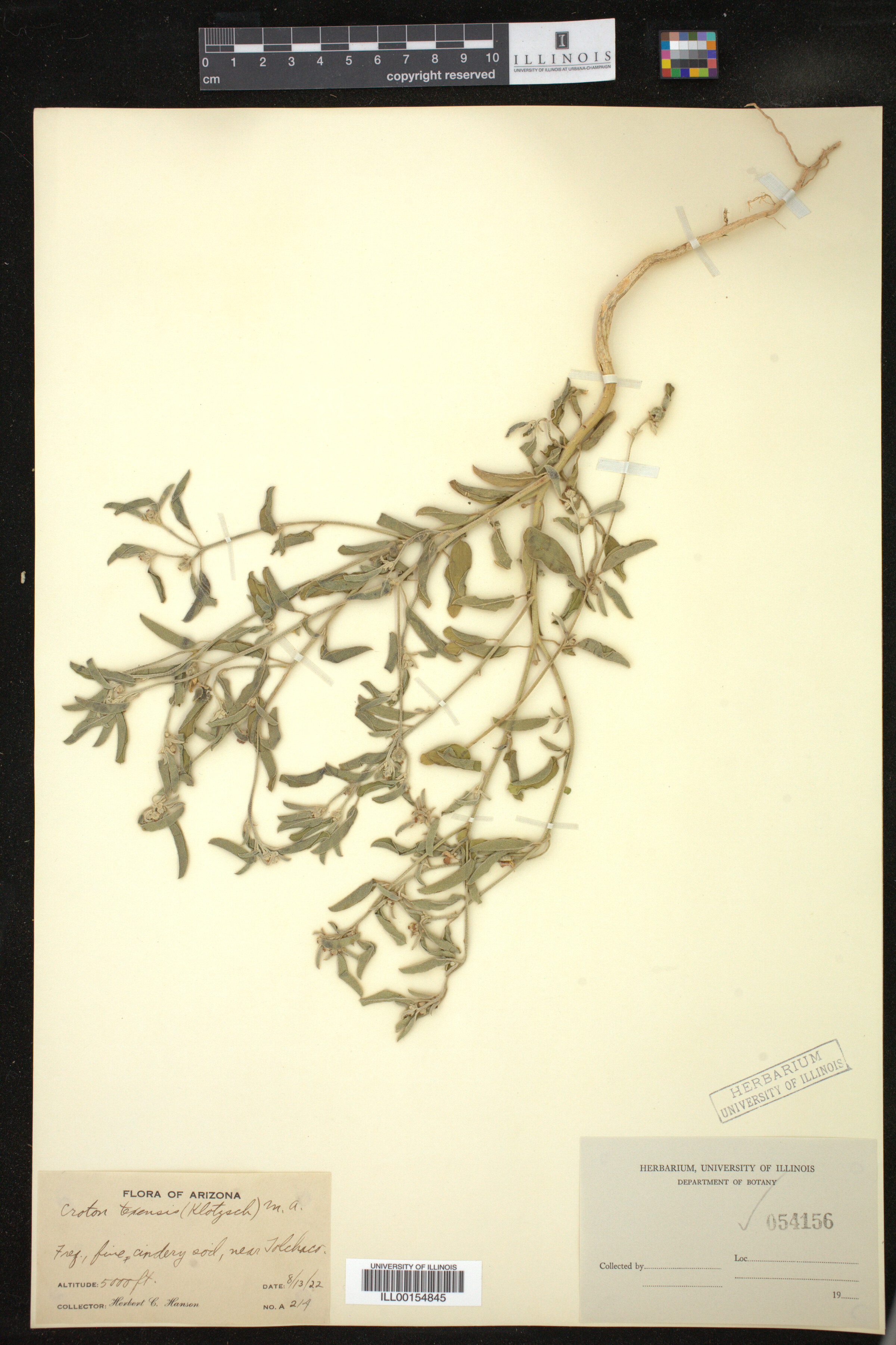 Croton texensis image