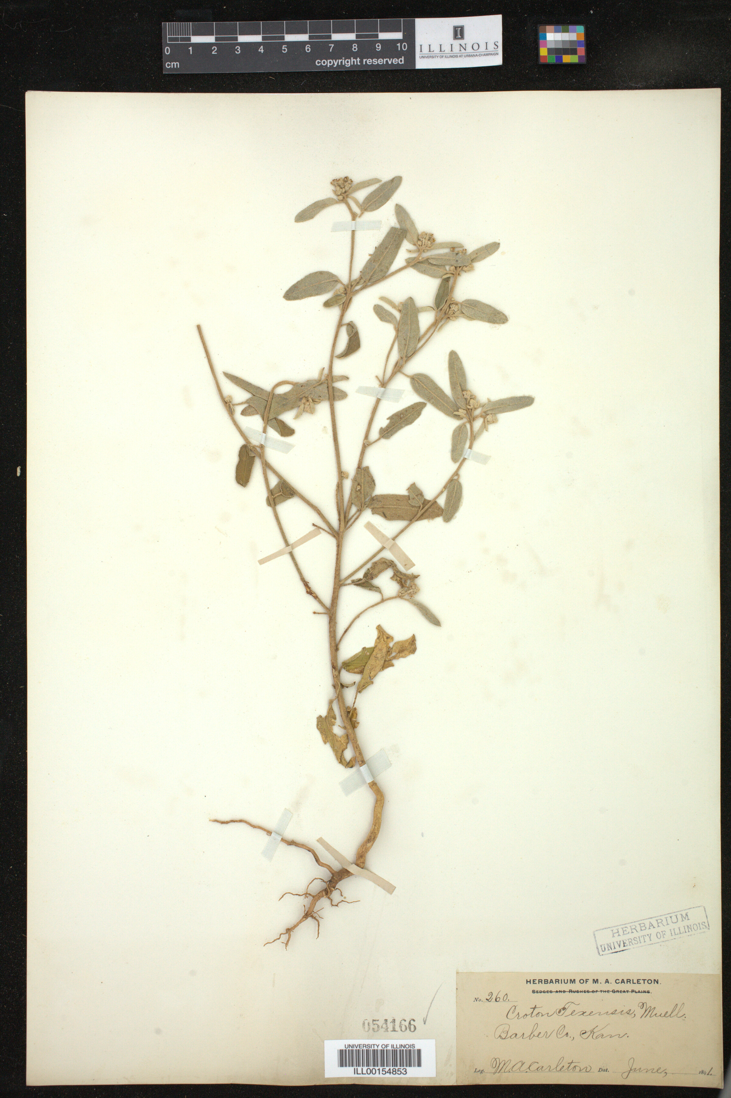 Croton texensis image