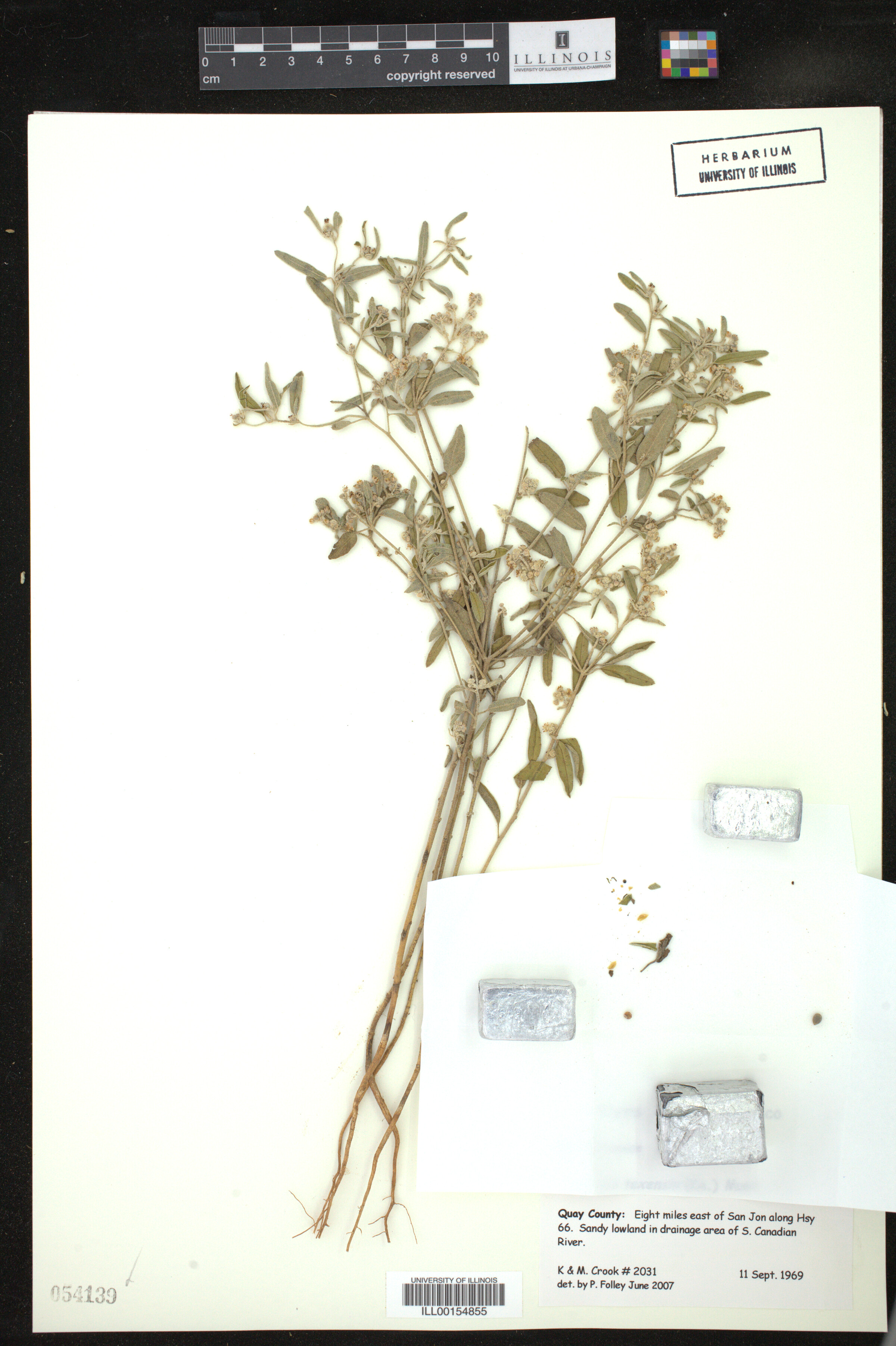 Croton texensis image